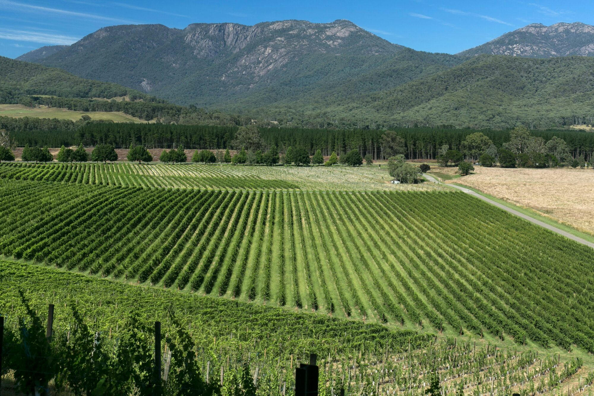 Mount Buffalo View through Feathertop vineyard