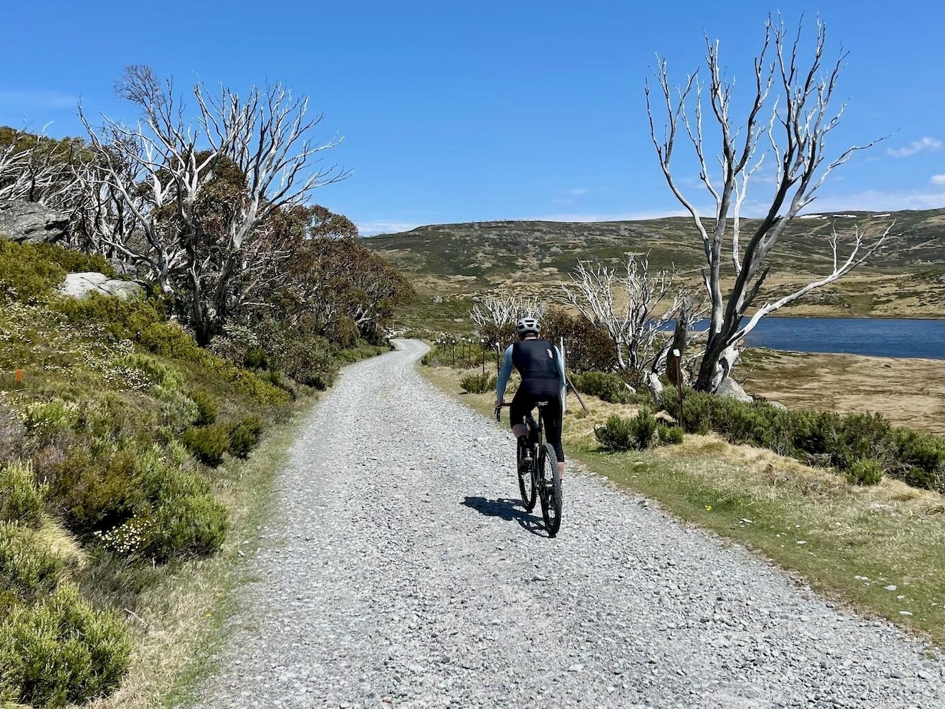 Cyclist riding on a gravel road in the high alpine region with snowgums and lake in the background on a sunny day