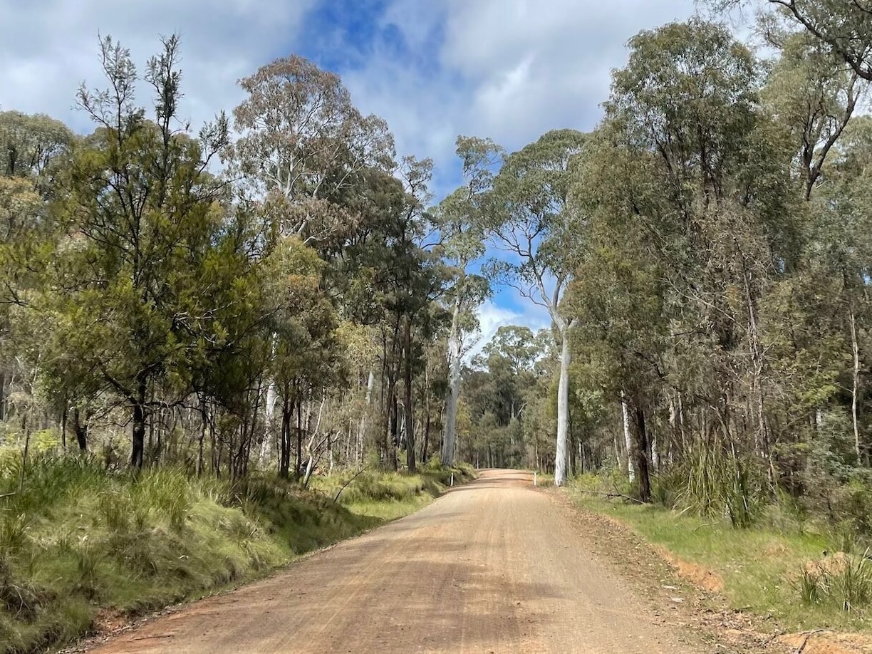 Smooth gravel road winding through a native forest on a sunny day