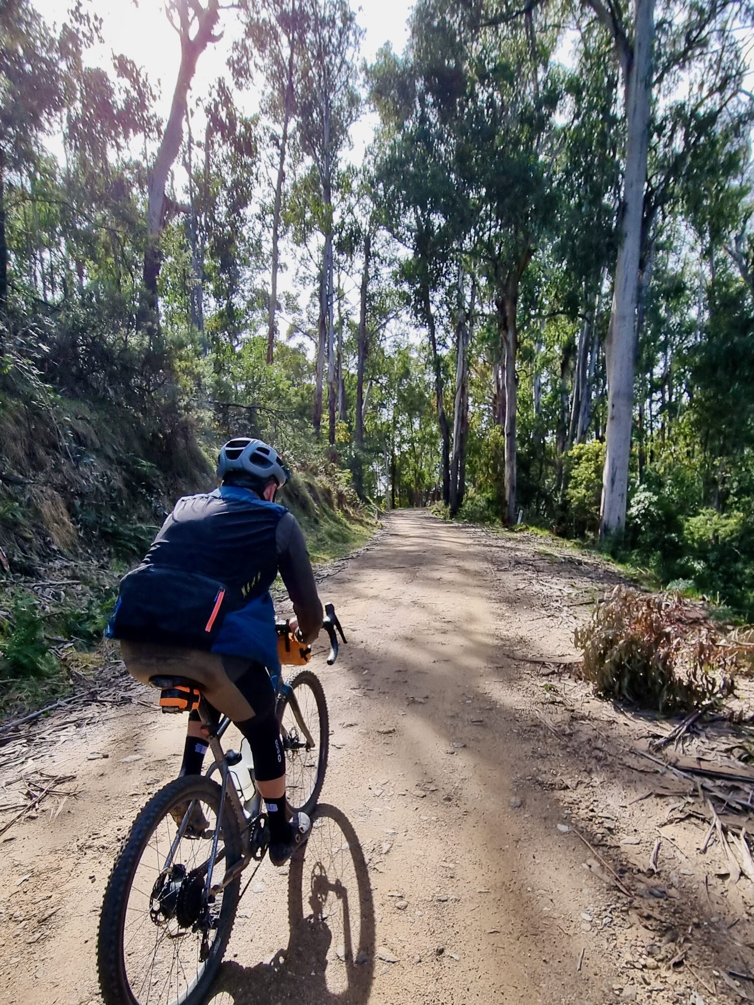 Cyclist climbing through native bushland 
