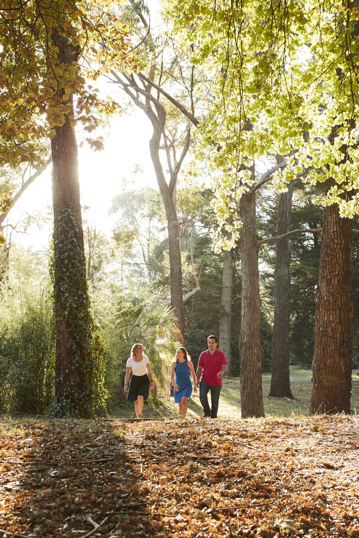Mayday Hills Tree Walks – White Oak Walk - Victoria's High Country