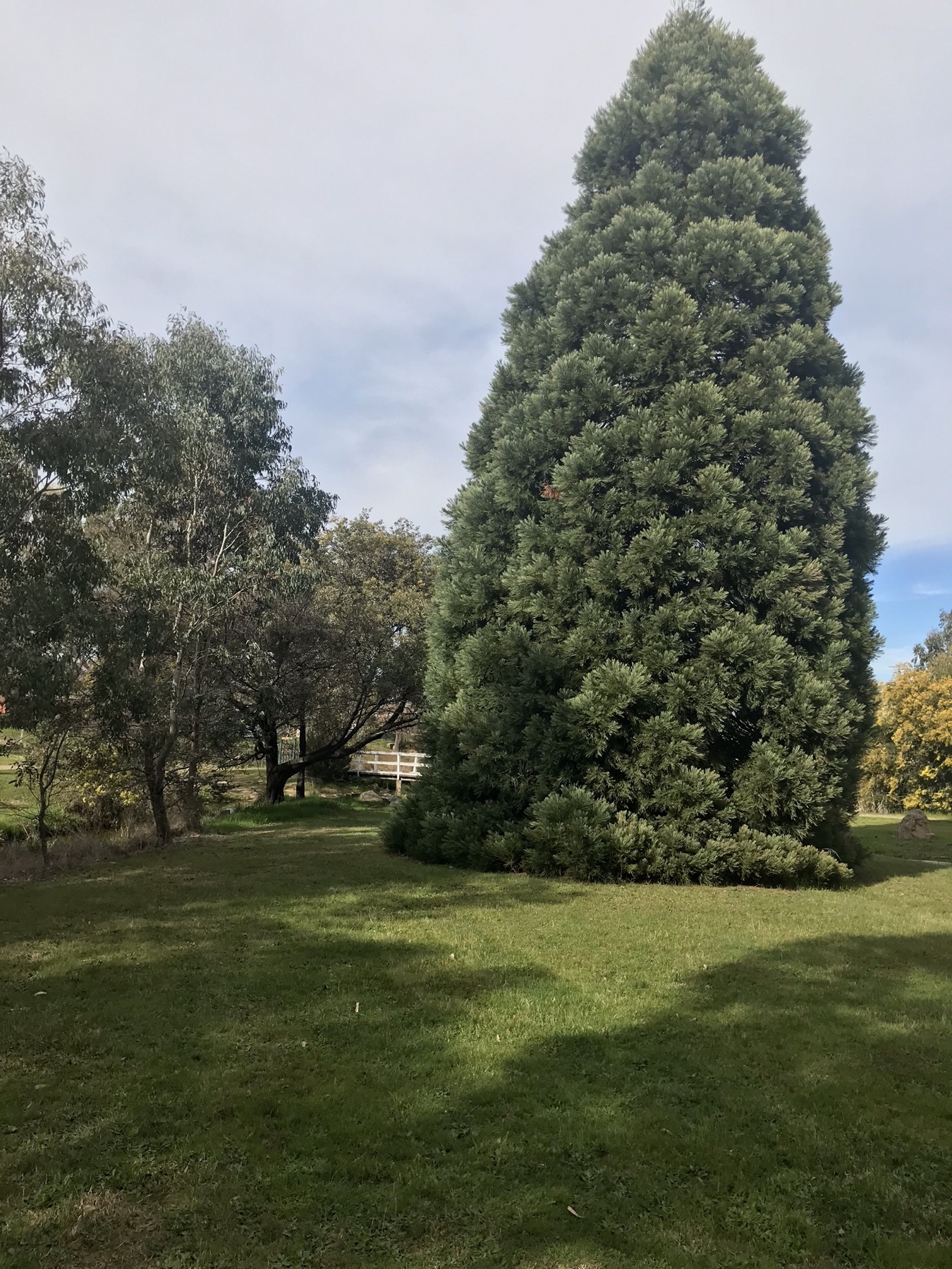 Beechworth Tree Walks – Spring Creek Walk - Victoria's High Country