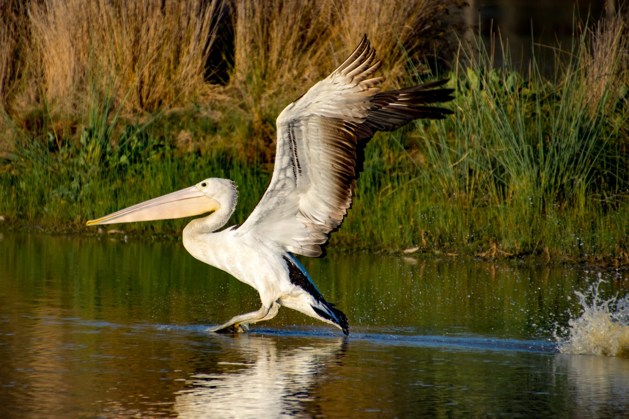 Bird Trail 3 – Wetlands Tour Walk - Victoria's High Country