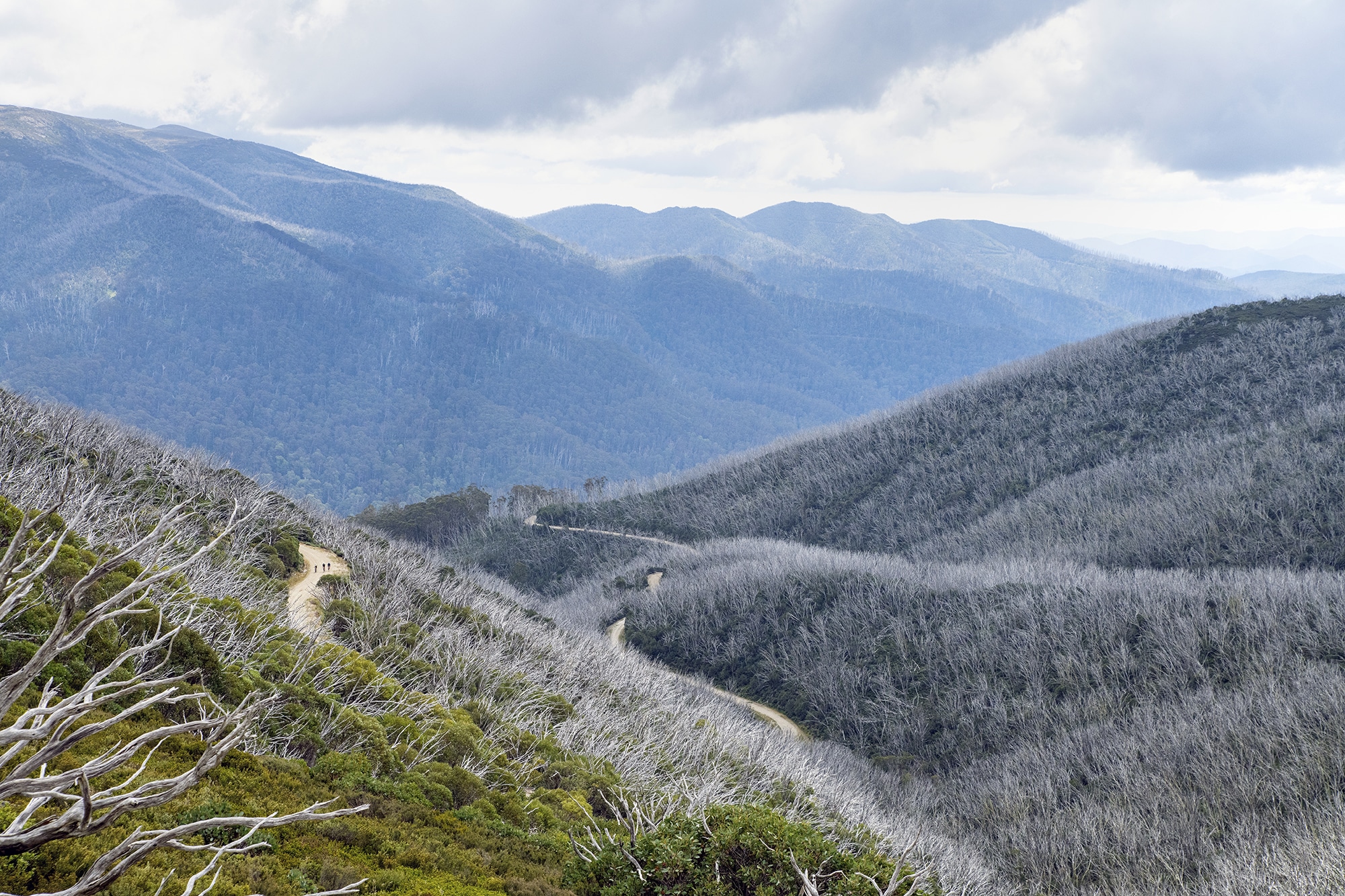 Forest and Mountain - Victoria's High Country