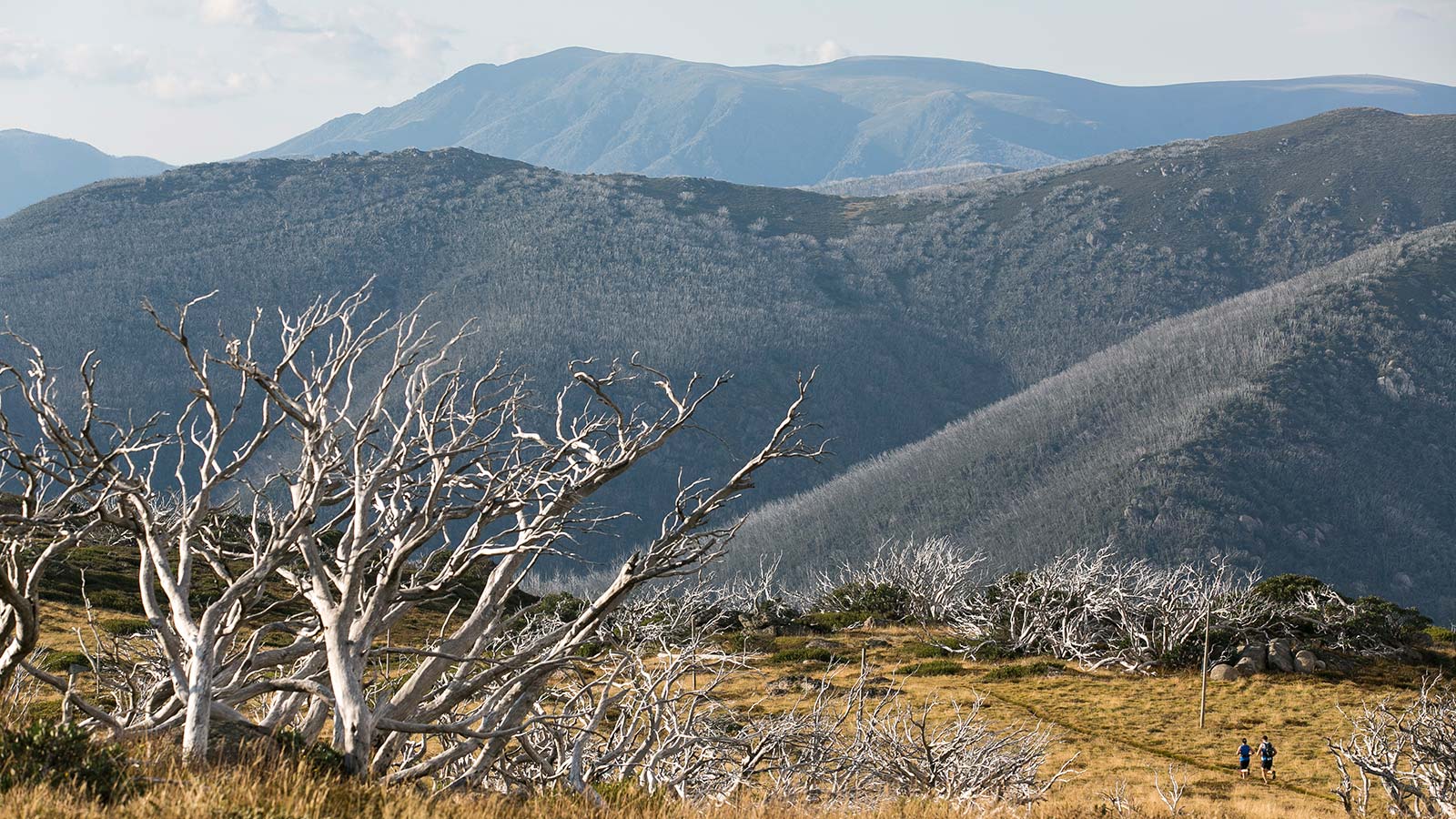 Australian Alps Walking Track – Mt Hotham to Mt Bogong - Victoria's High Country