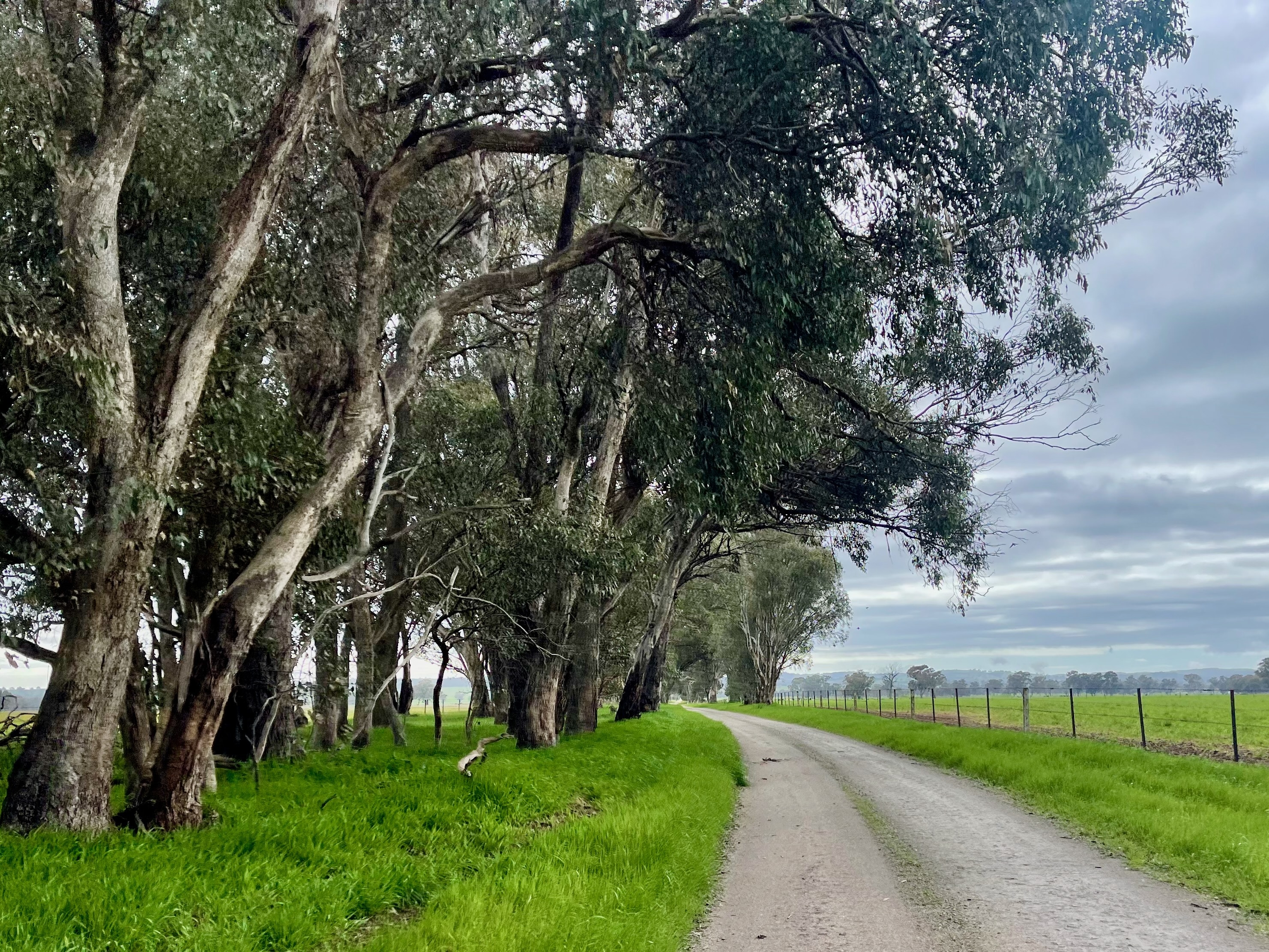 Long straight gravel road surrounded by native bush and open farmland