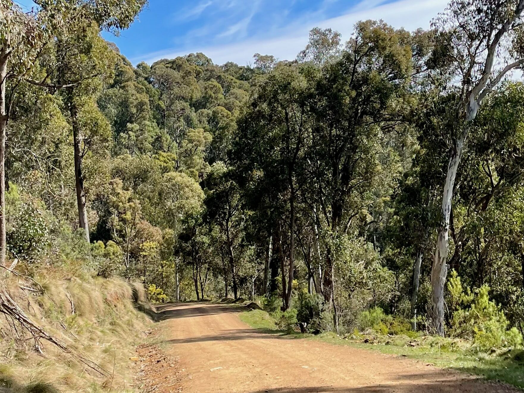 Gravel road surrounded by native forest on a sunny day