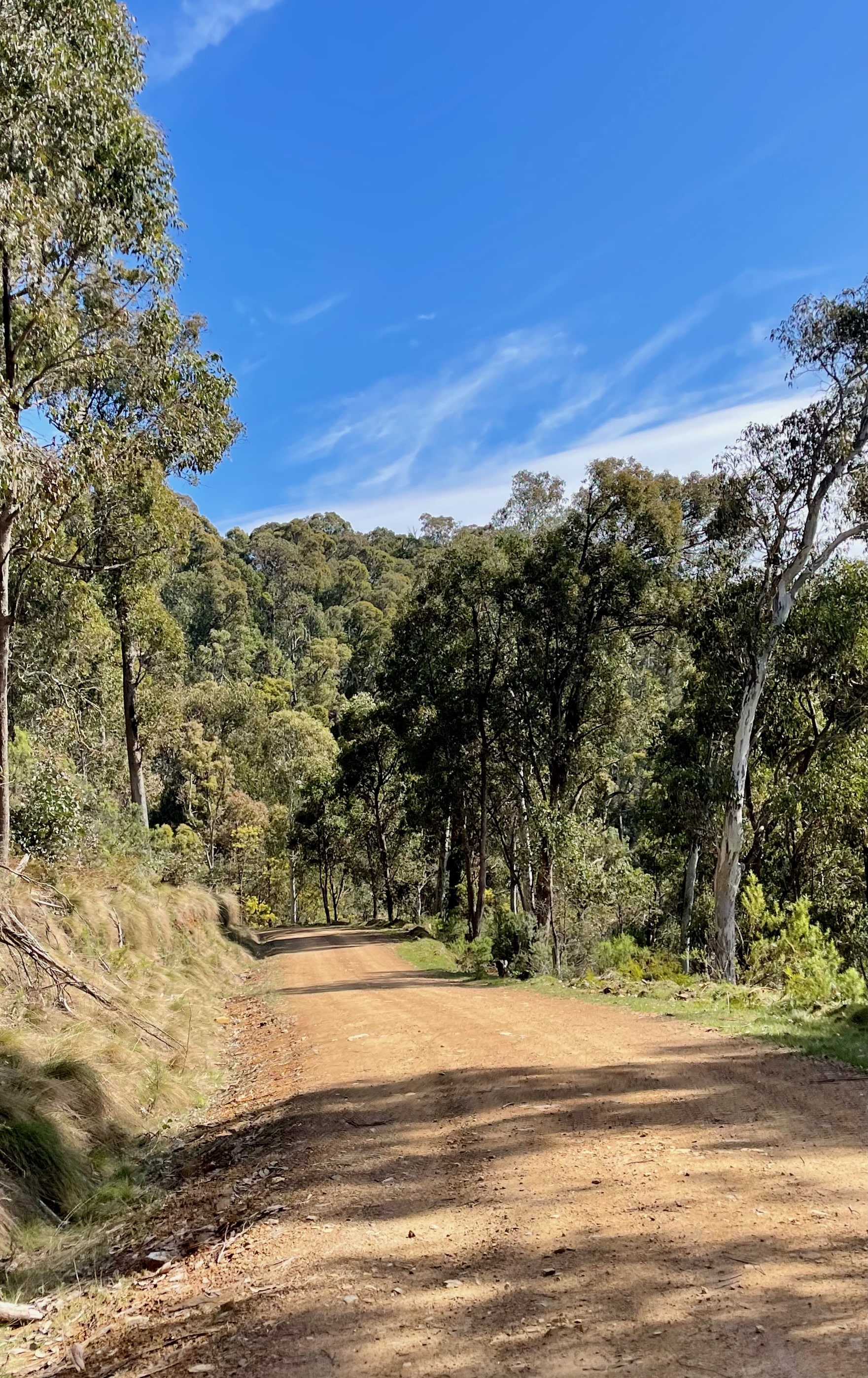 Gravel road winding through native bushland on a sunny day