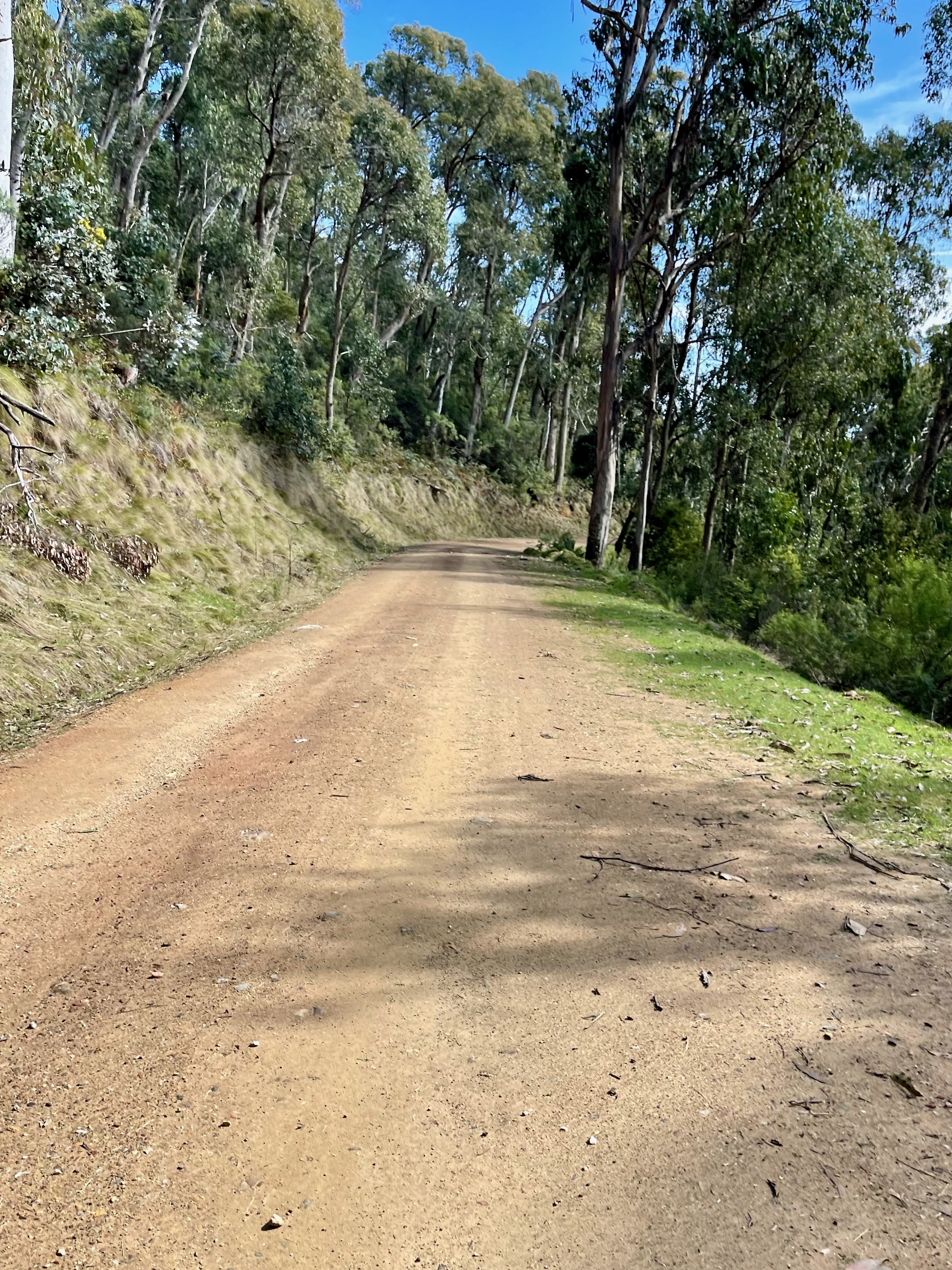 Gravel road winding through native forest 