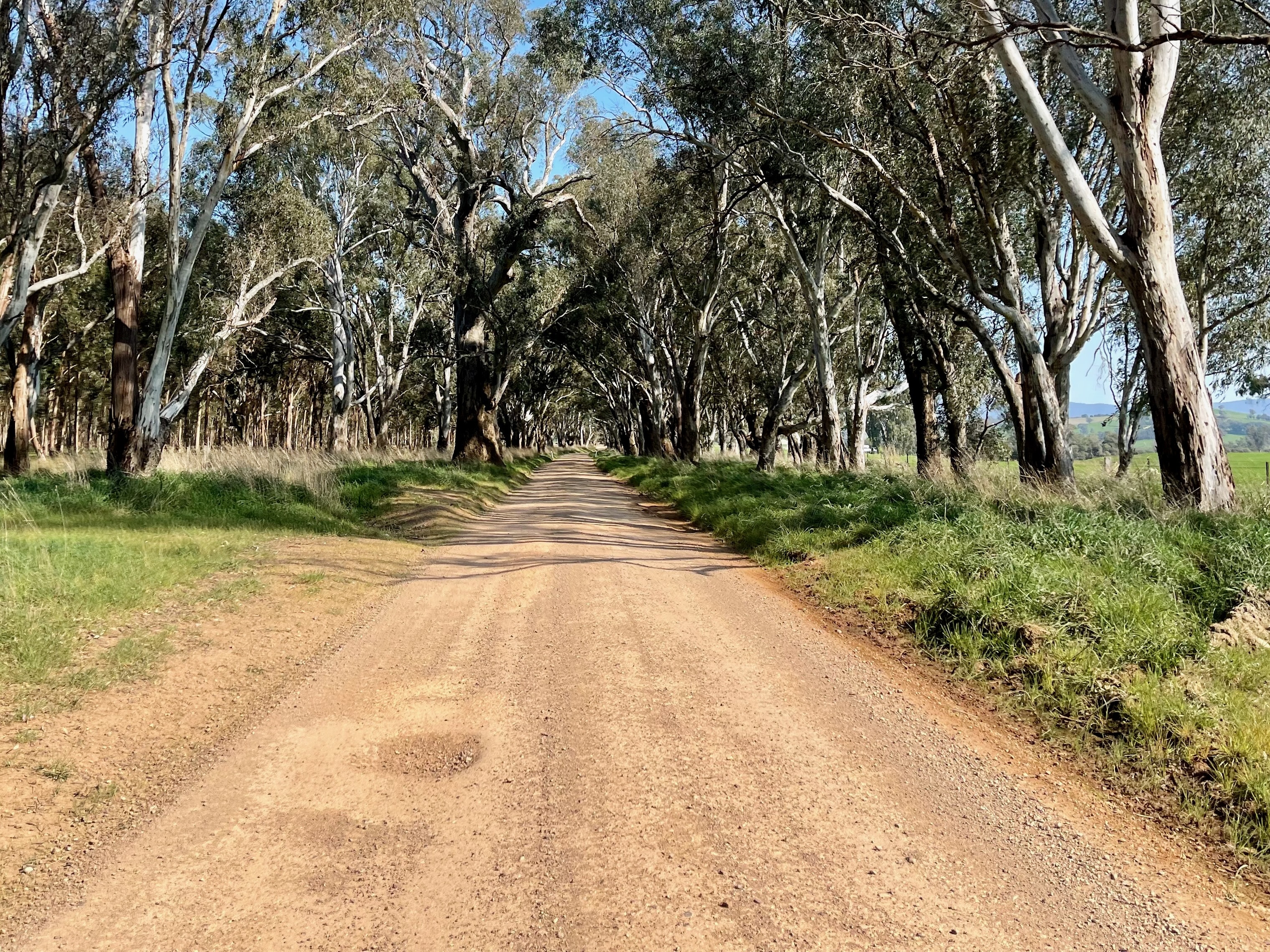 Gravel road through native bushland