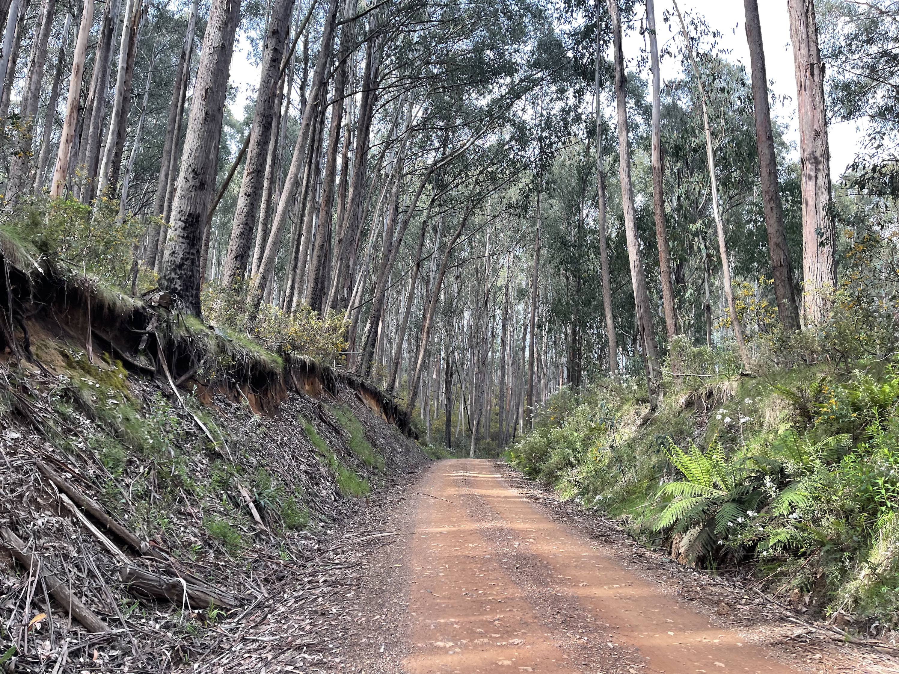 A cyclist riding on a smooth dirt road that is bordered by large green ferns and native bushland