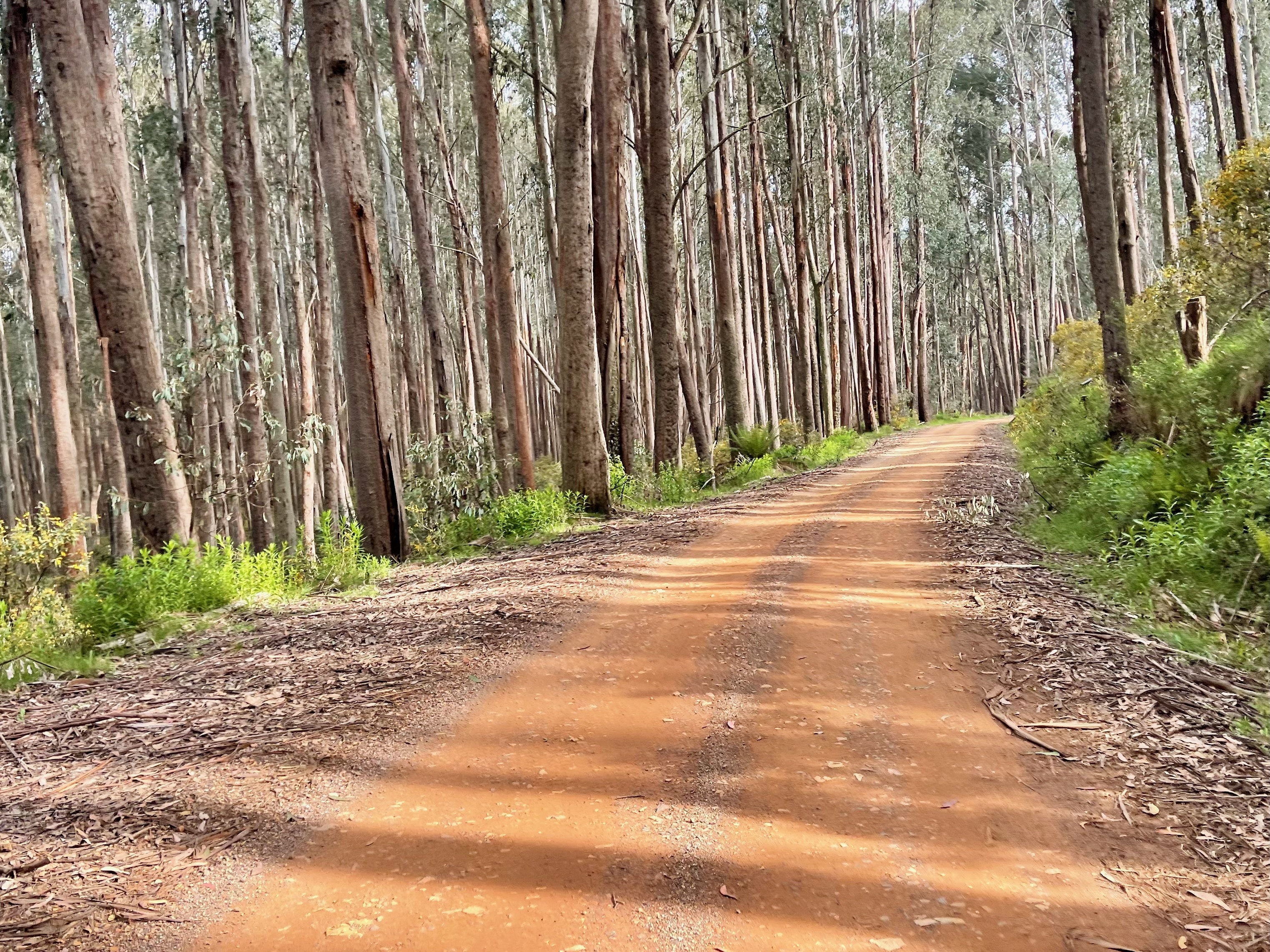 A gently rising smooth dirt road surrounded by tall native trees 