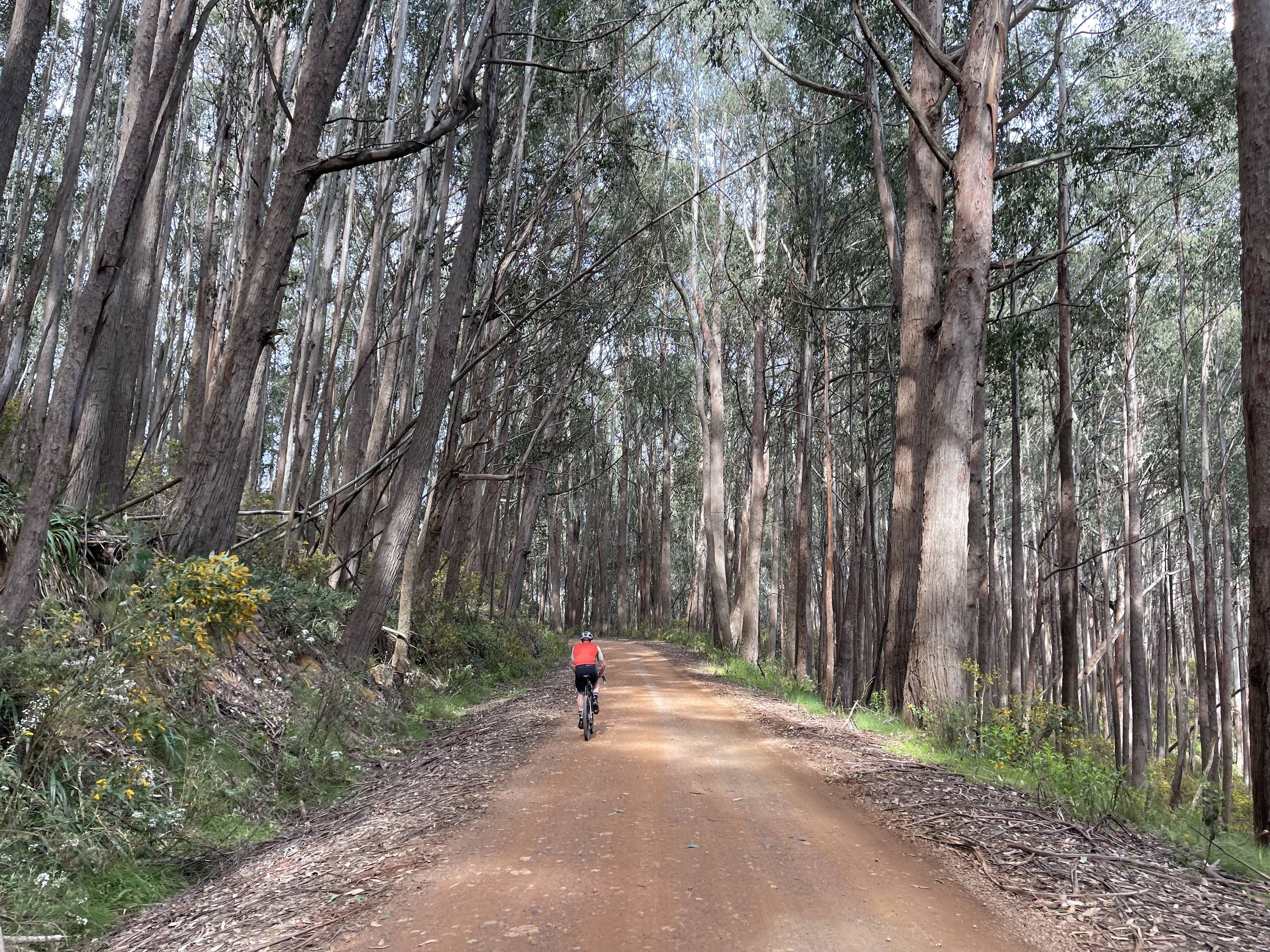 A gently rising smooth dirt road surrounded by tall native trees 