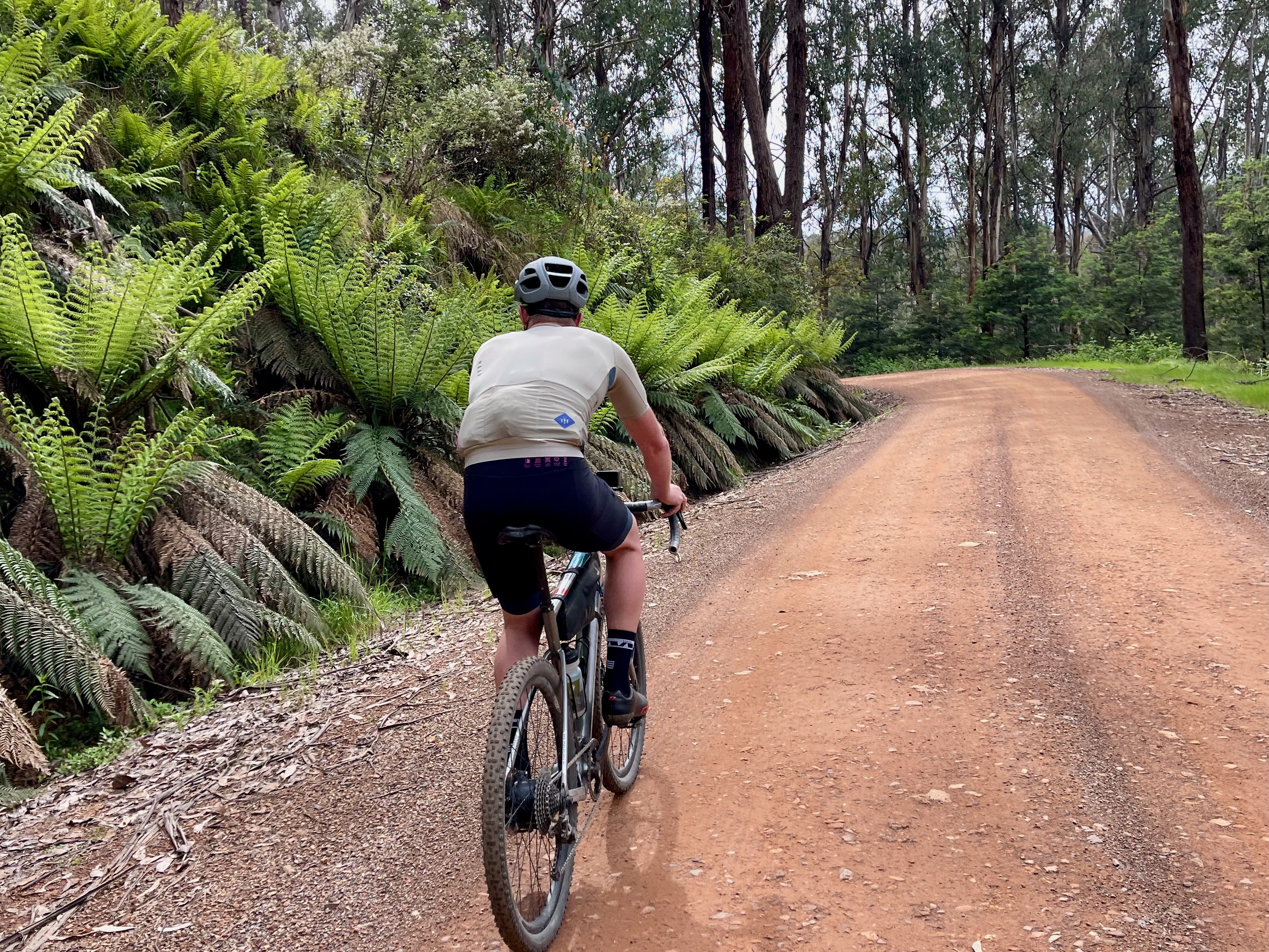 A cyclist riding on a smooth dirt road that is bordered by large green ferns and native bushland