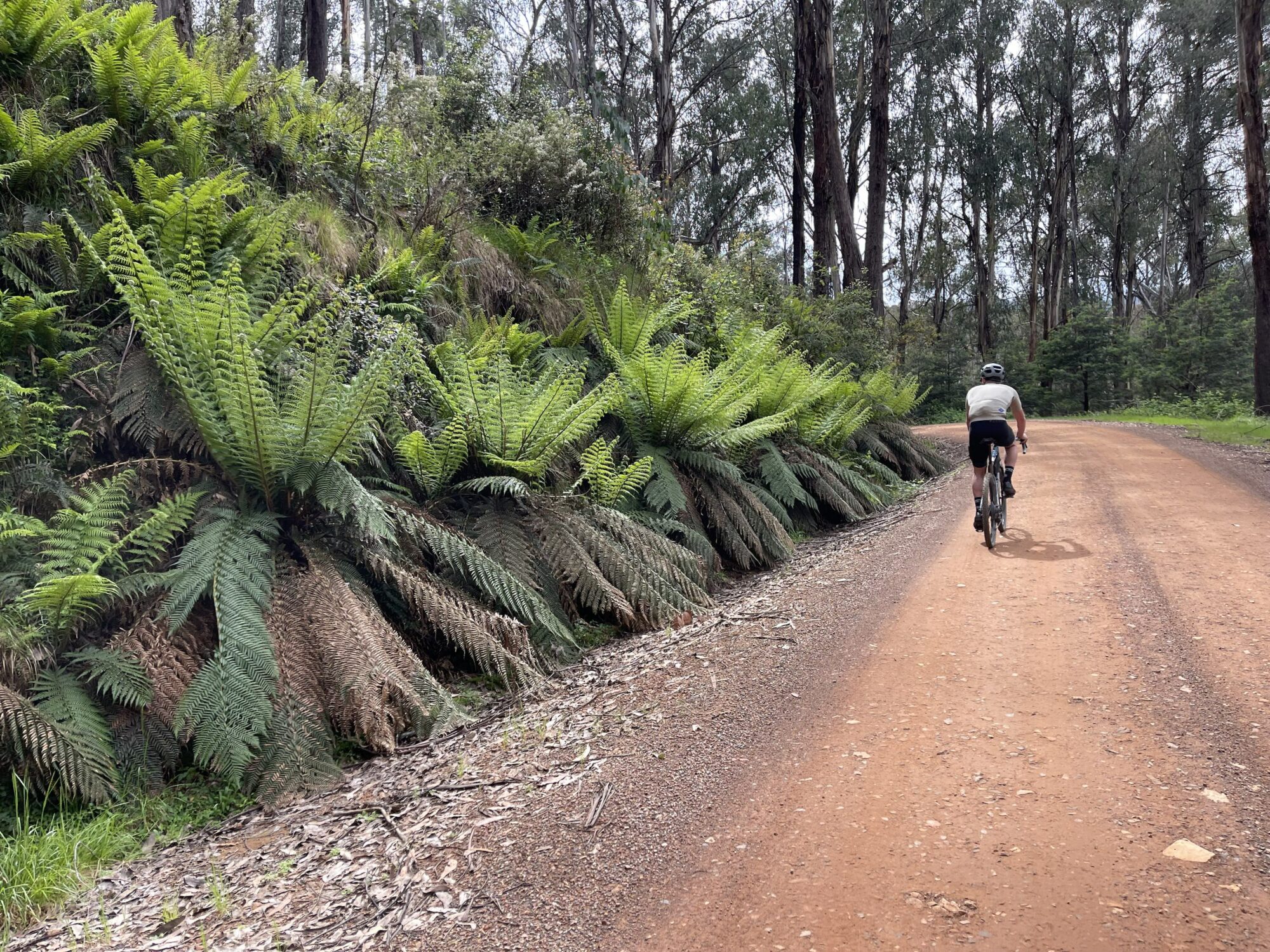 Cyclist riding on a smooth dirt road surrounded by a green lush native bushland