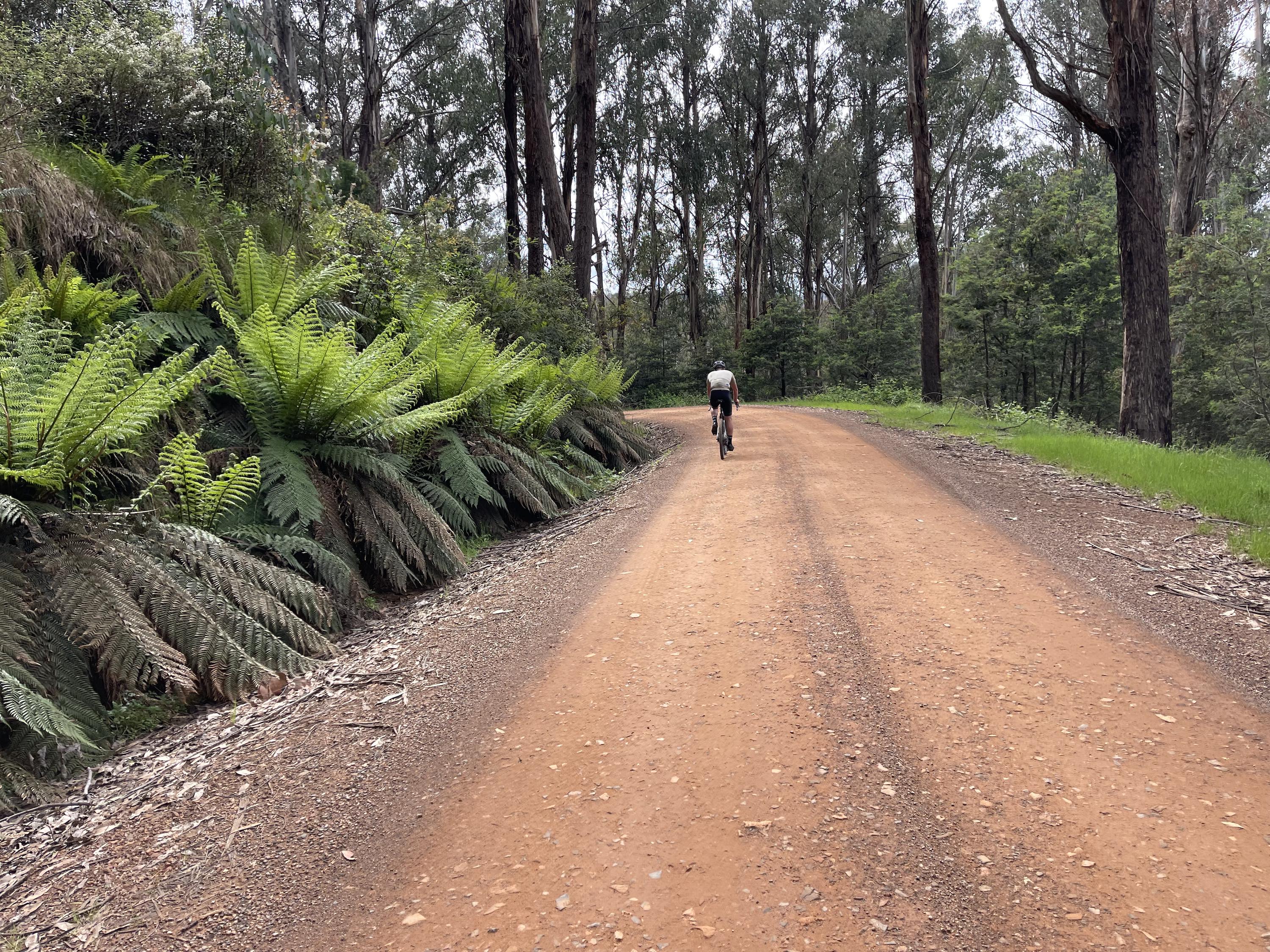 A cyclist riding up a smooth gravel road past a fallen tree surrounded by large green ferns and native bushland