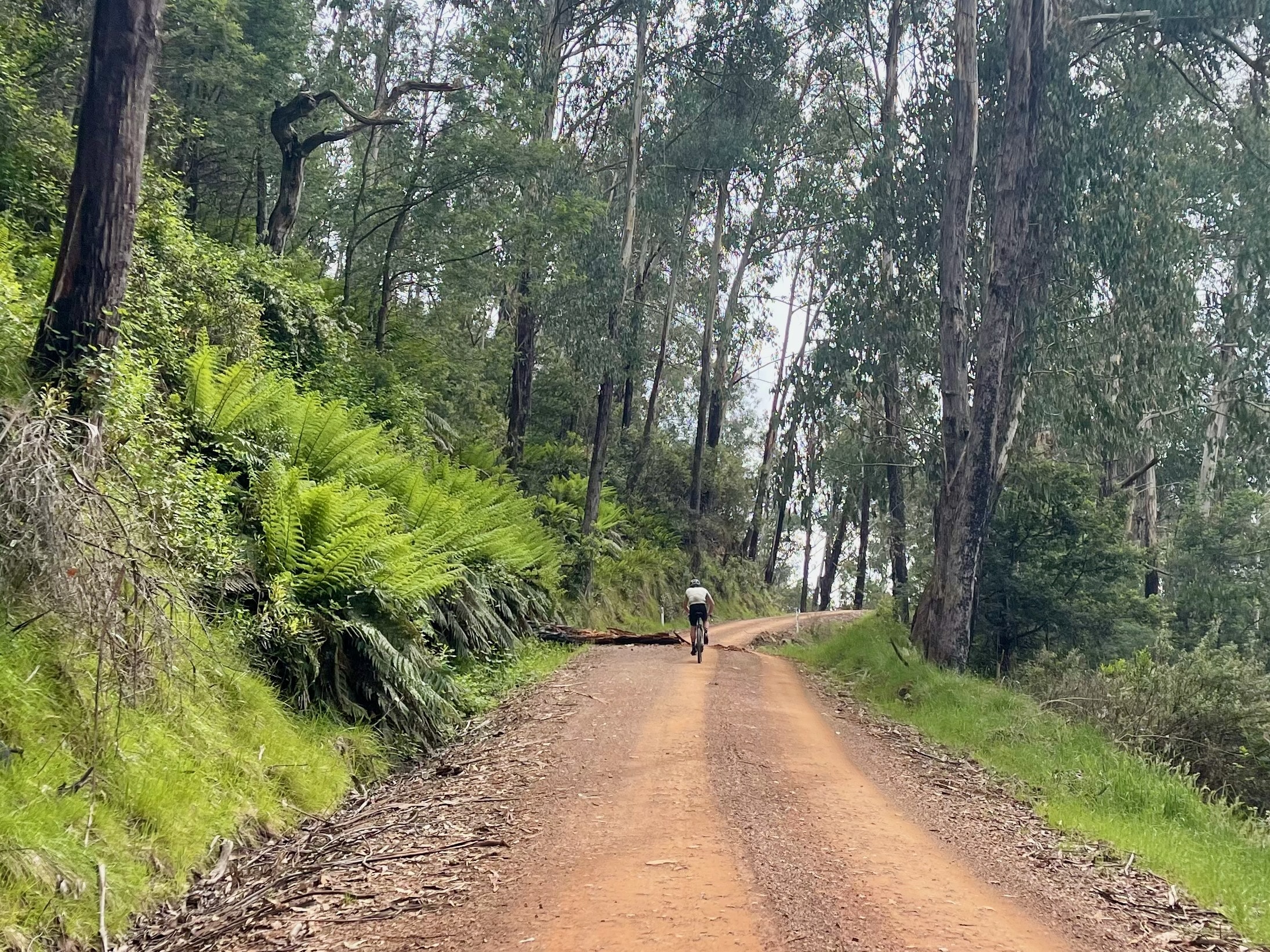 A cyclist riding up a smooth gravel road past a fallen tree surrounded by large green ferns and native bushland