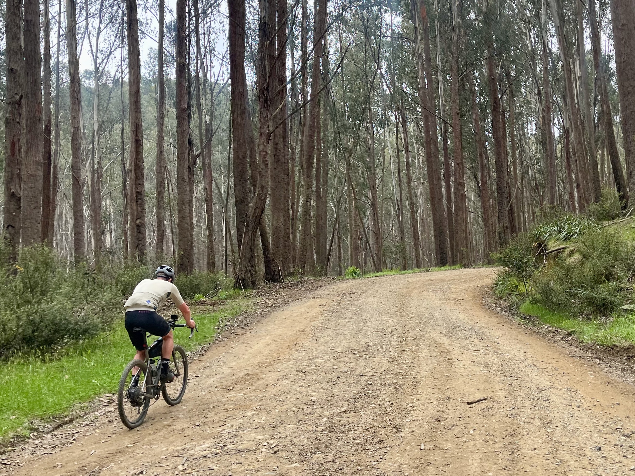 Cyclist climbing uo a gradual gravel road surrounded by tall native trees