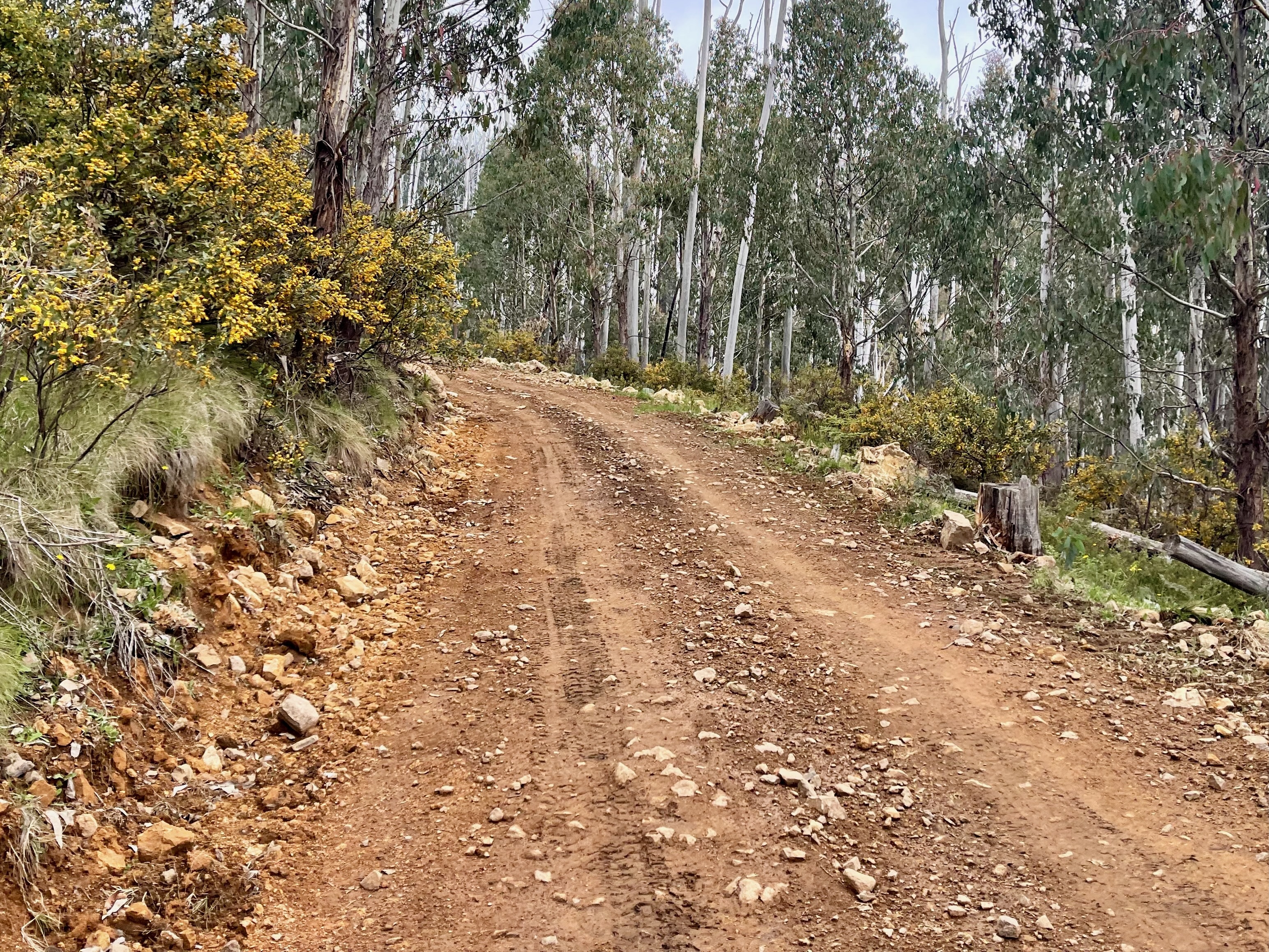 Rough dirt road descending through a native forest