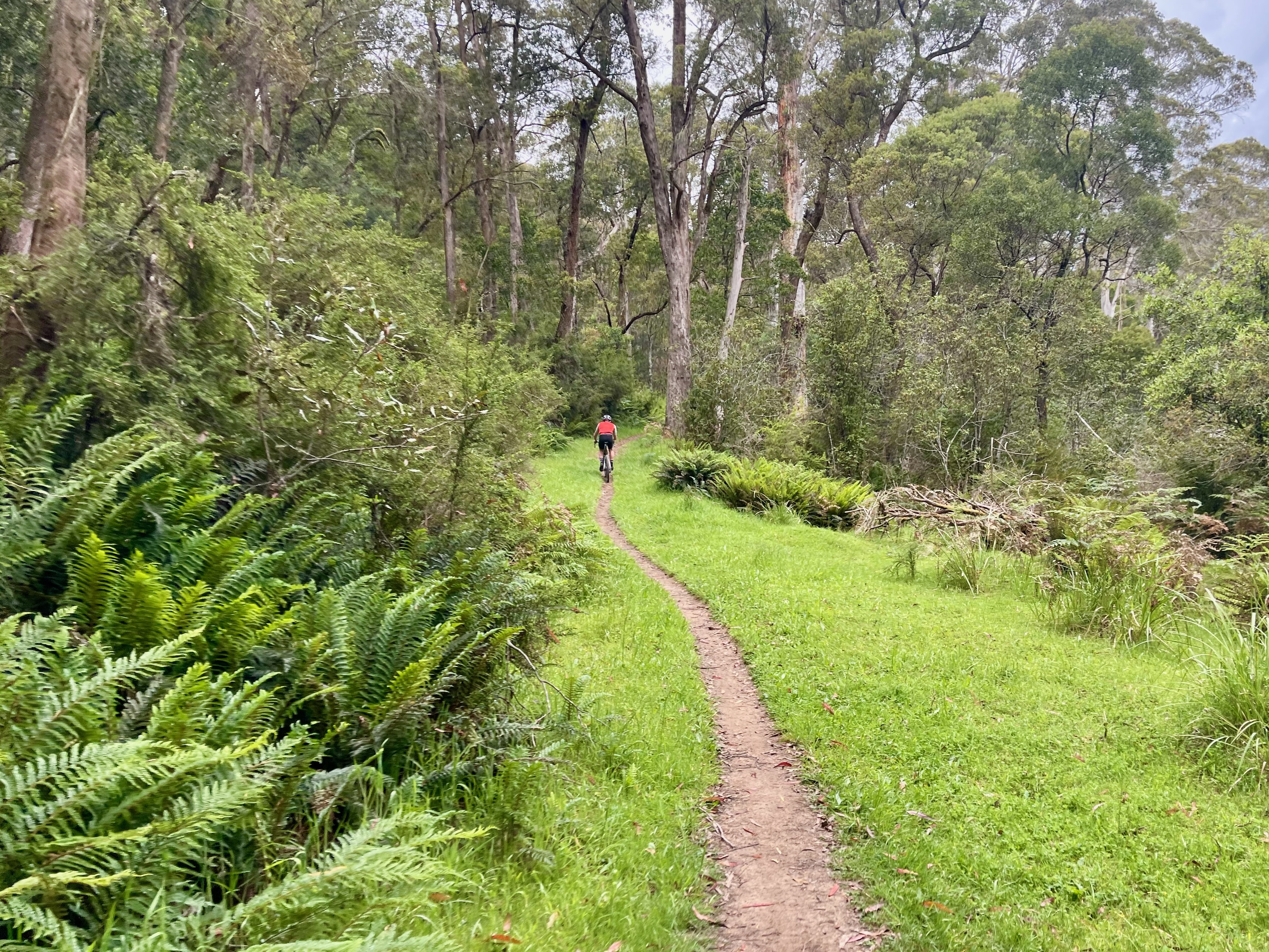 Cyclist riding a narrow track between area of lush green grass while being surrounded by native bushland