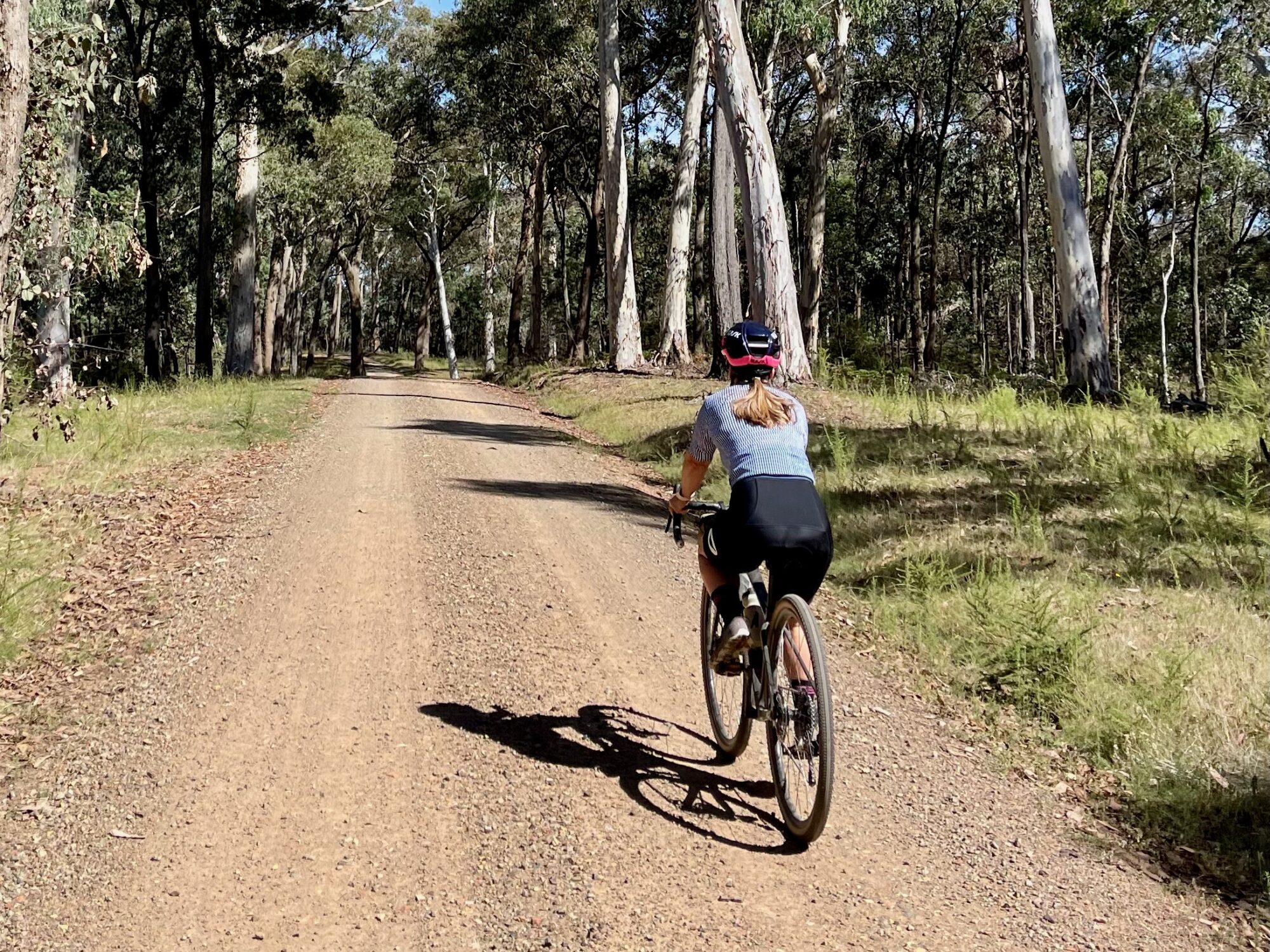 A female cyclist riding on a smooth gravel road through tall native trees on a sunny day