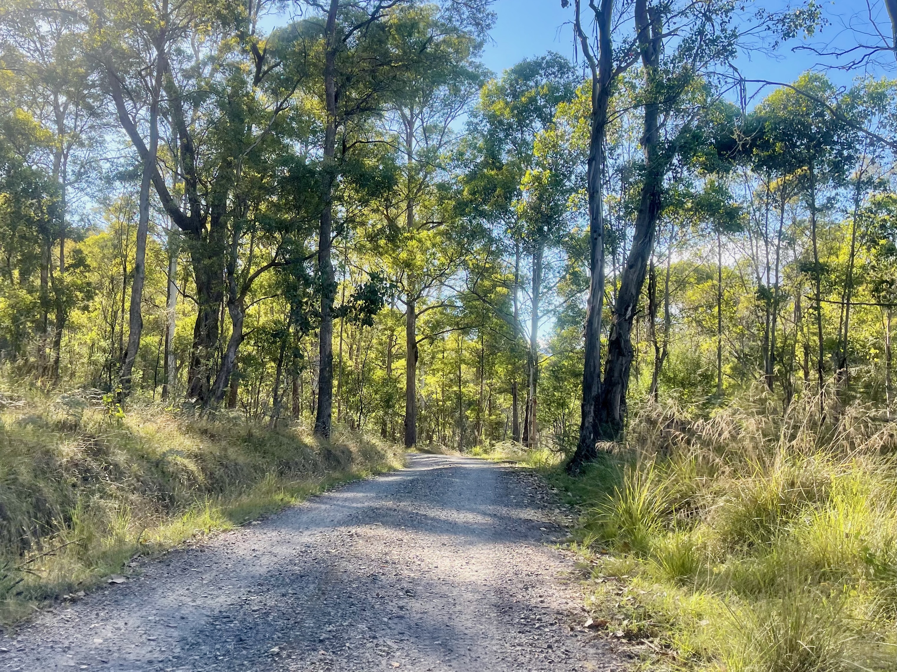 Gravel road rising up through native forest on a sunny day