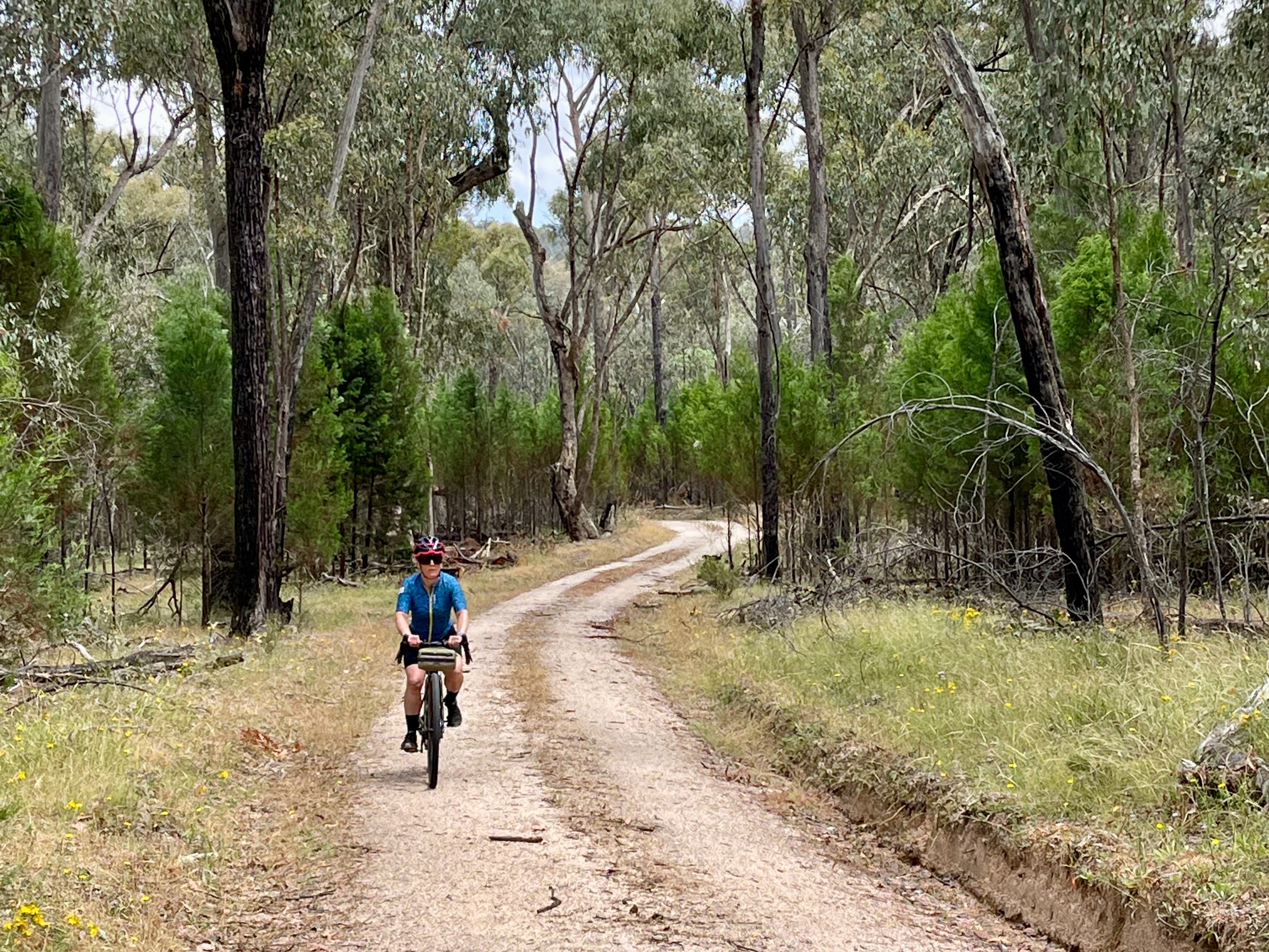 A female cyclist riding on a smooth gravel road gently winding through native forest