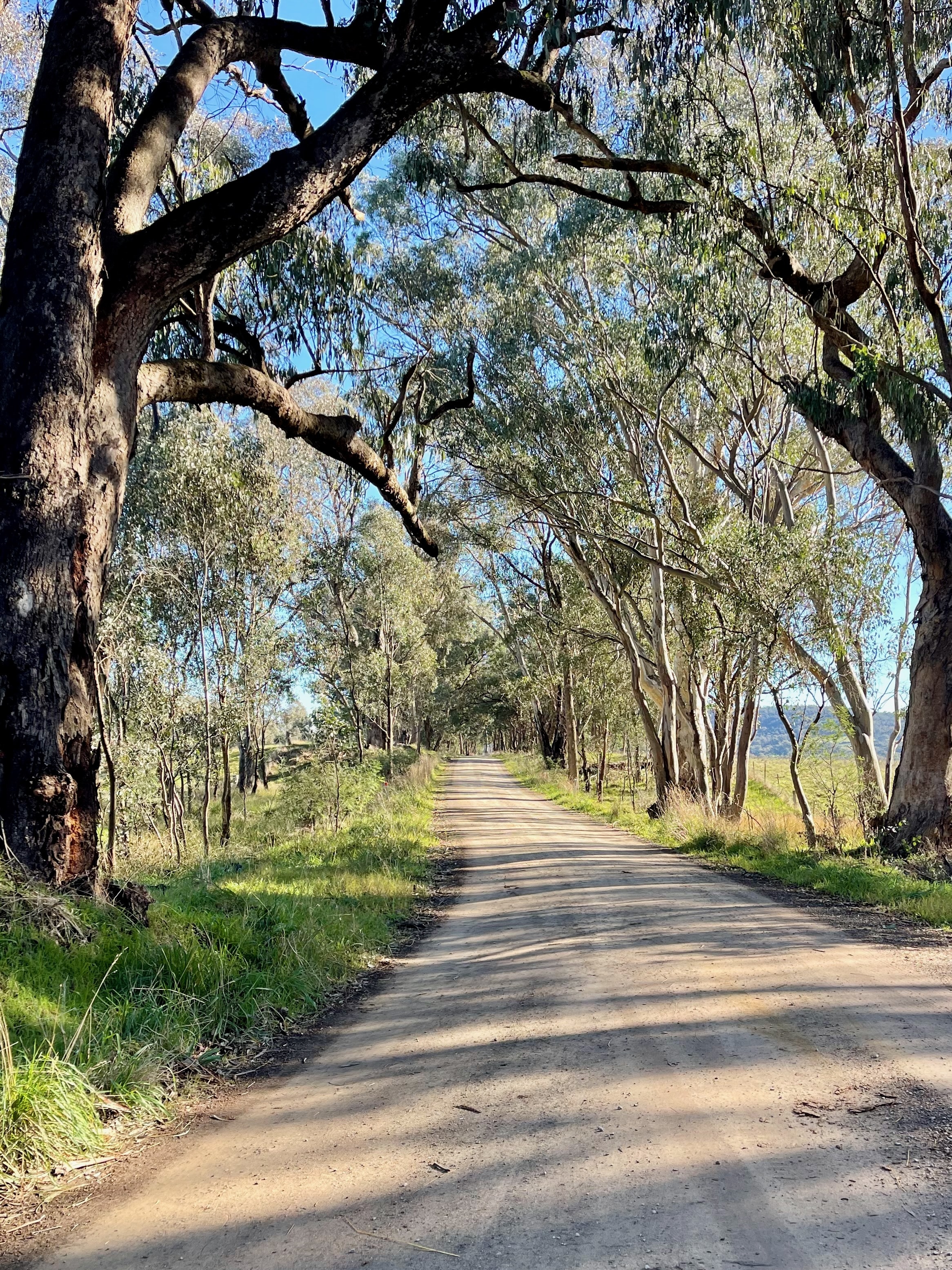 A gently rising smooth gravel native tree lined road on a sunny day