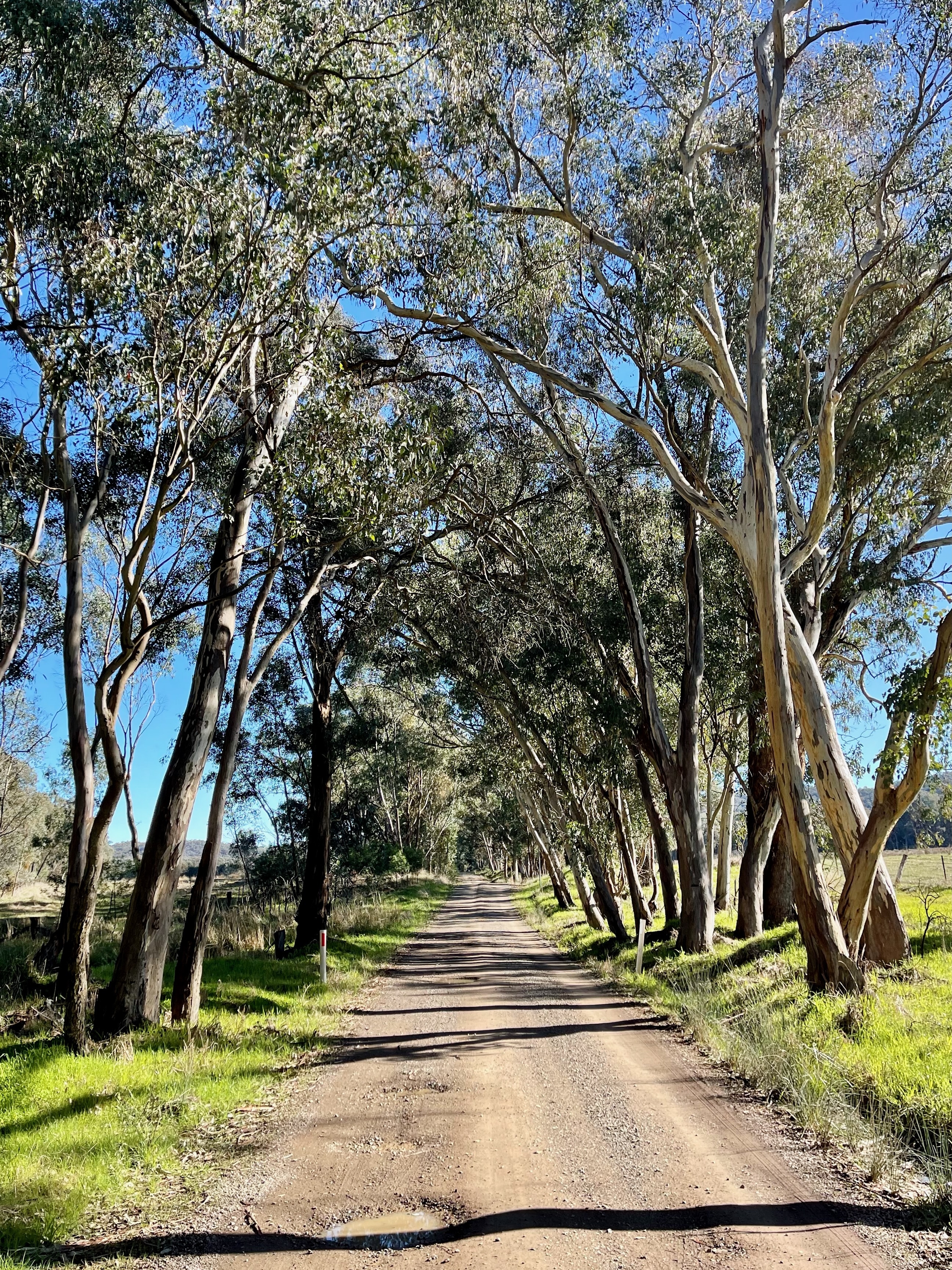 A smooth gravel road that is lined with native trees providing shade over the road on a sunny day
