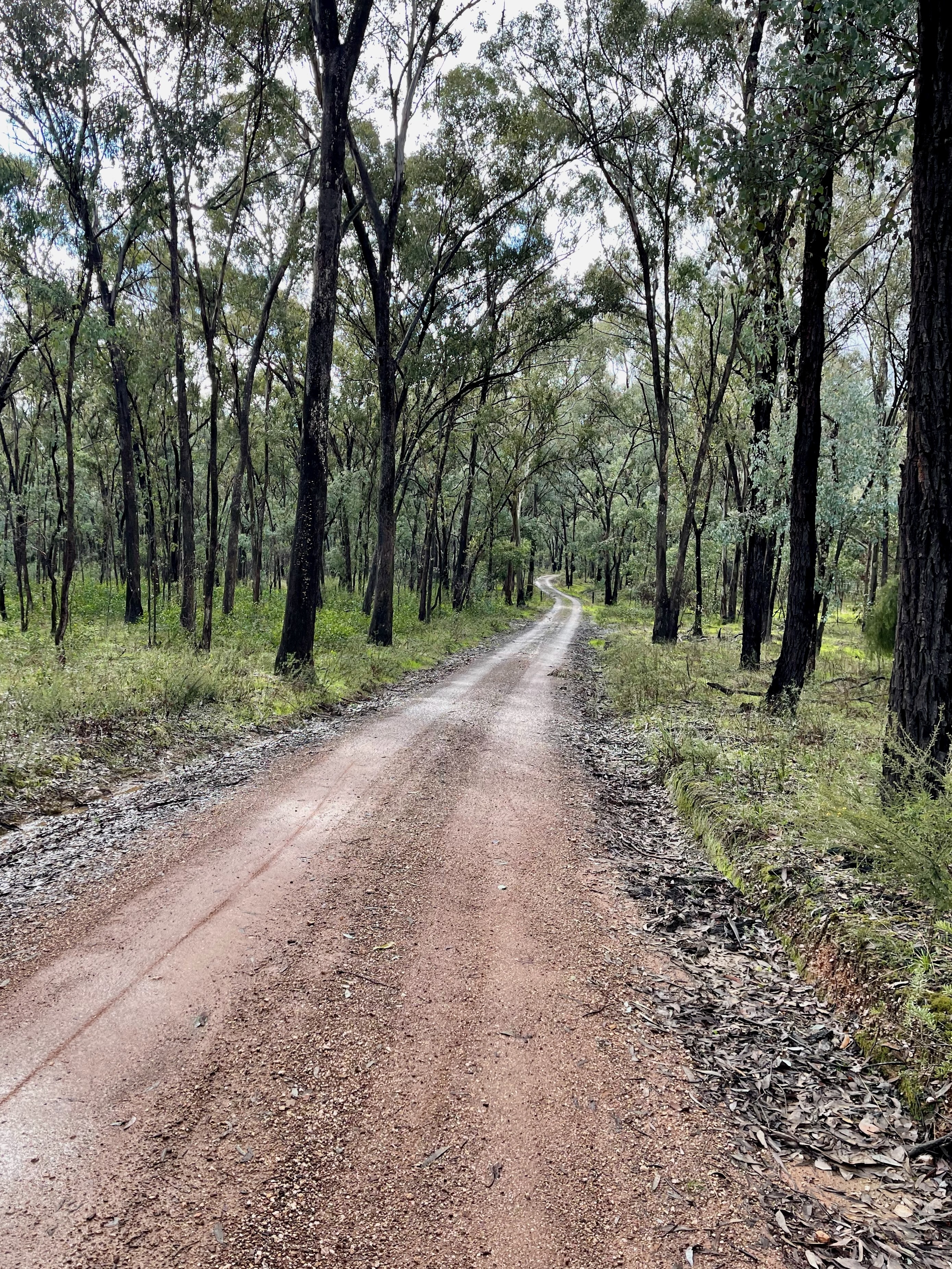 A gravel road winding through open farmland and native bush