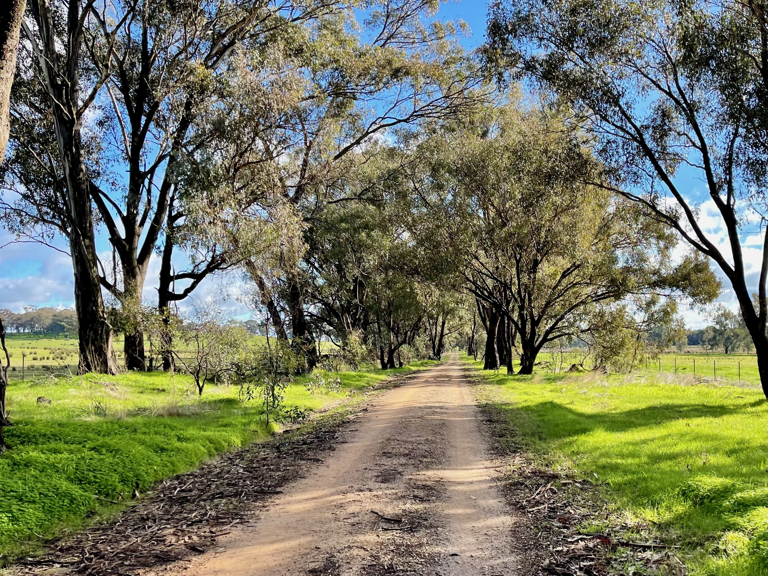 A native tree lined smooth gravel road running through open farmland on a sunny day