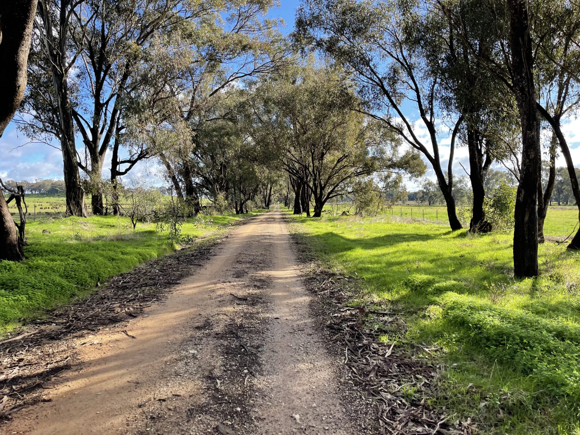 A smooth native tree lined gravel road surrounded by open farmland