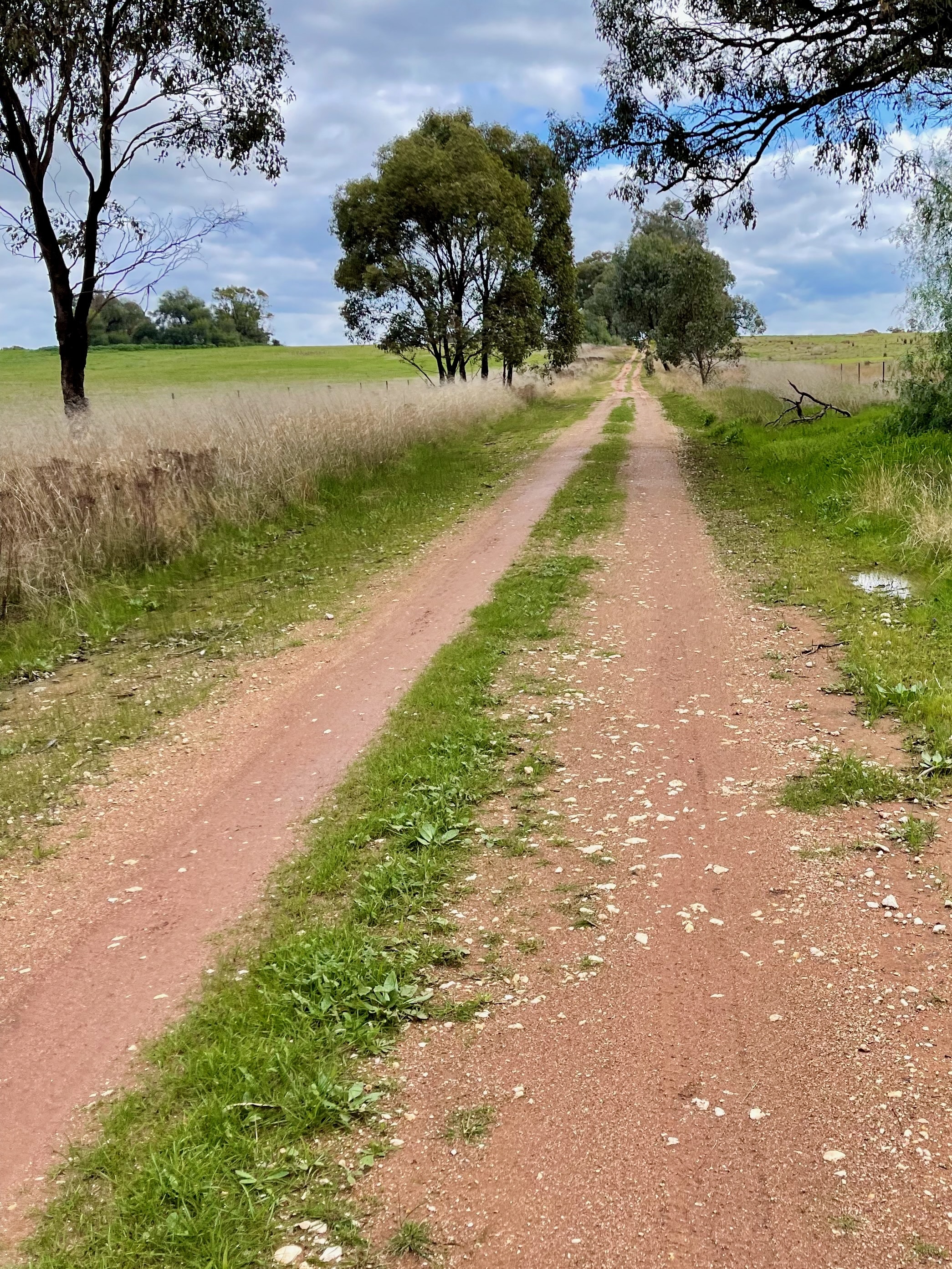 A gently rising smooth dirt double track surrounded by open farmland and native trees in the distance