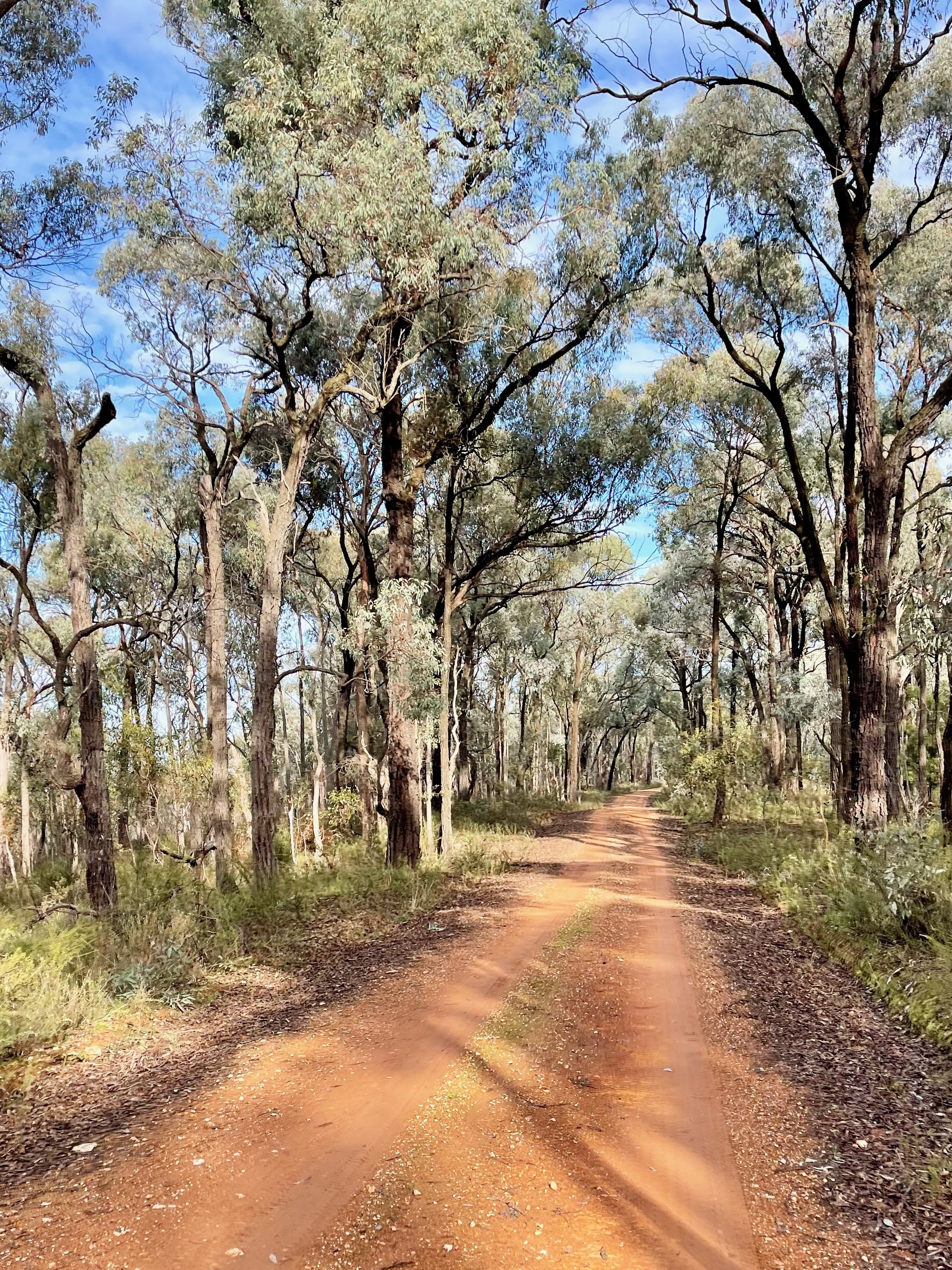A native tree lined smooth red dirt road winding through native bush on a sunny day with shadows cast across the road