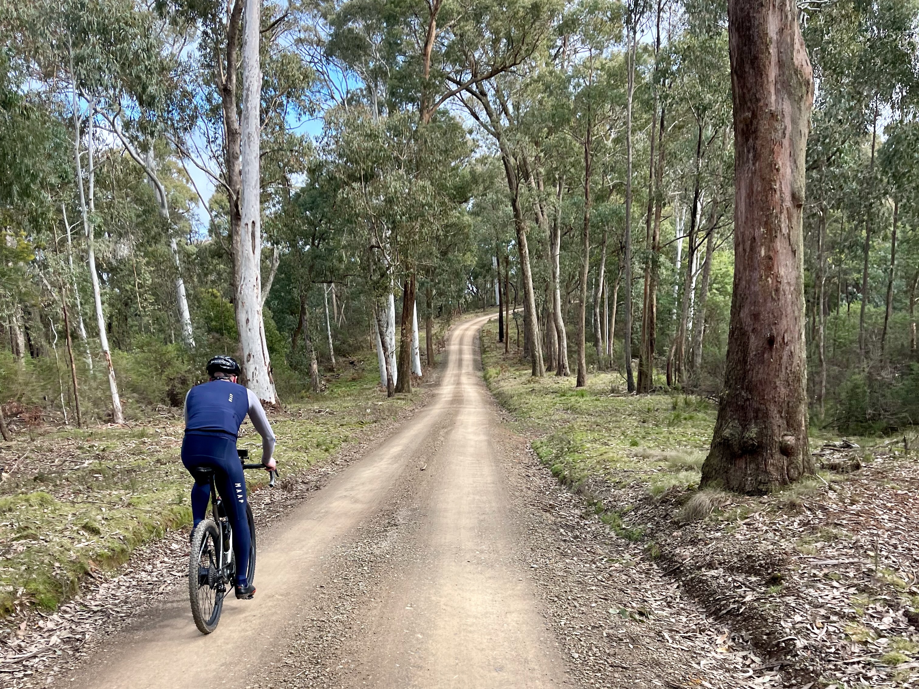 A cyclist riding on a smooth gravel road lined with tall native trees and surrounded by native bushland