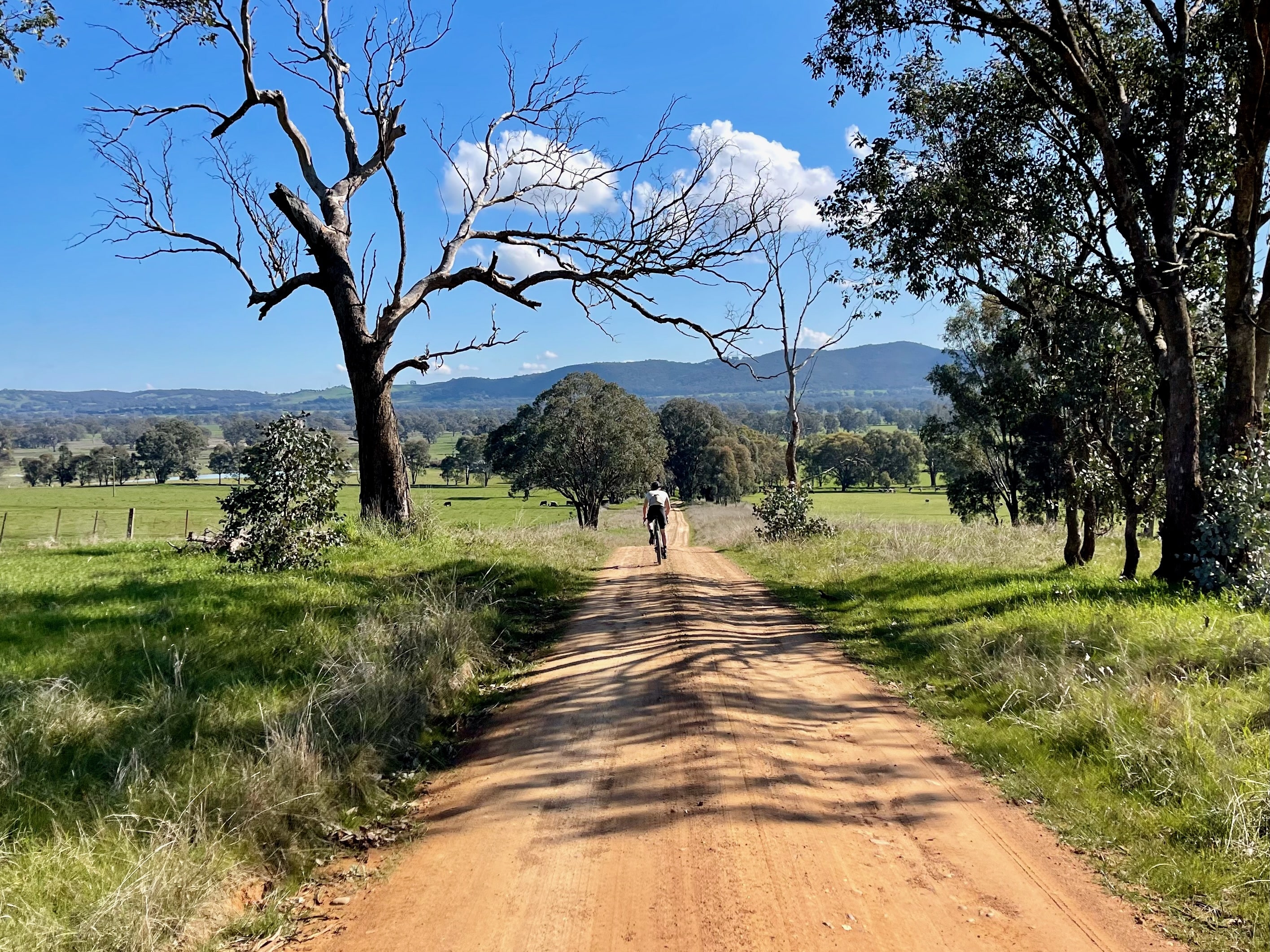 Cyclist riding on smooth gravel road with native trees lining road and a mounatin range in the background
