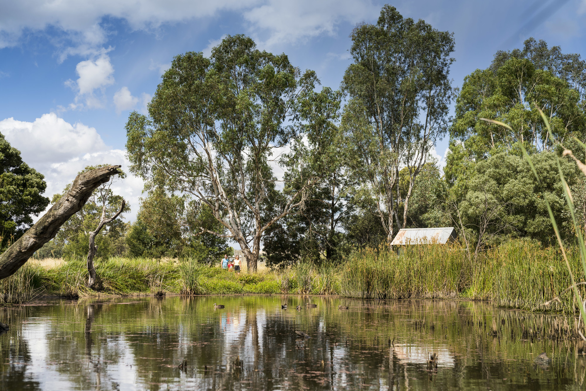 Great Victorian Rail Trail - Mansfield Mullum Wetlands