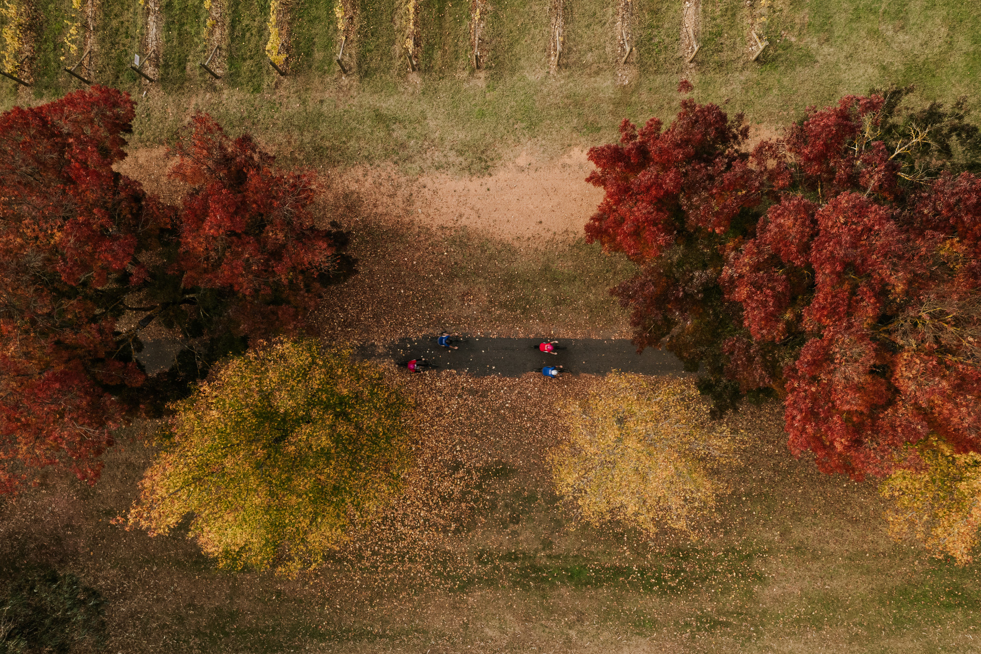 Murray to Mountains Rail Trail - Autumn Leaves