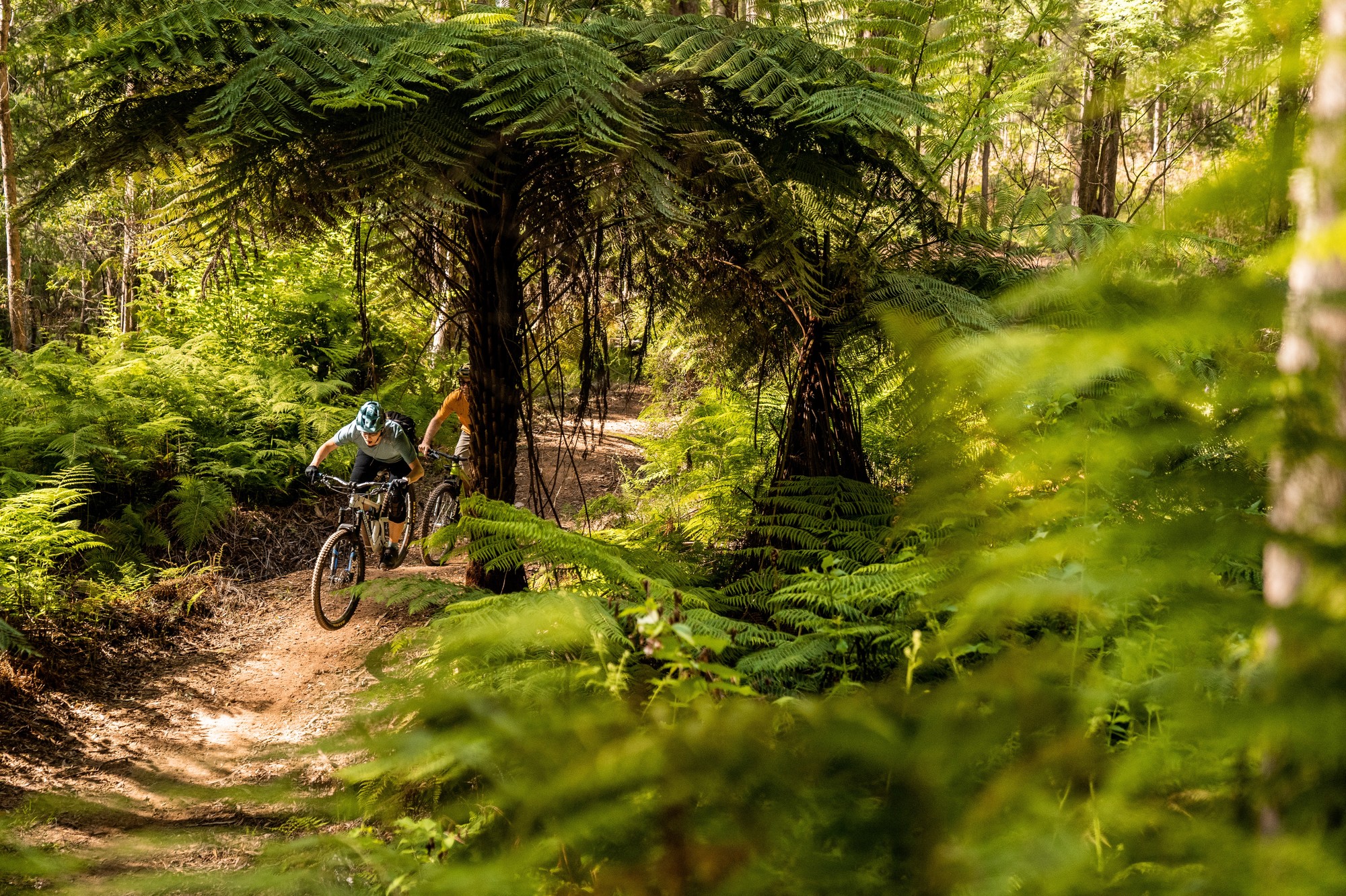 A group of cyclists riding through the lush ferns of the Indigo Epic trail