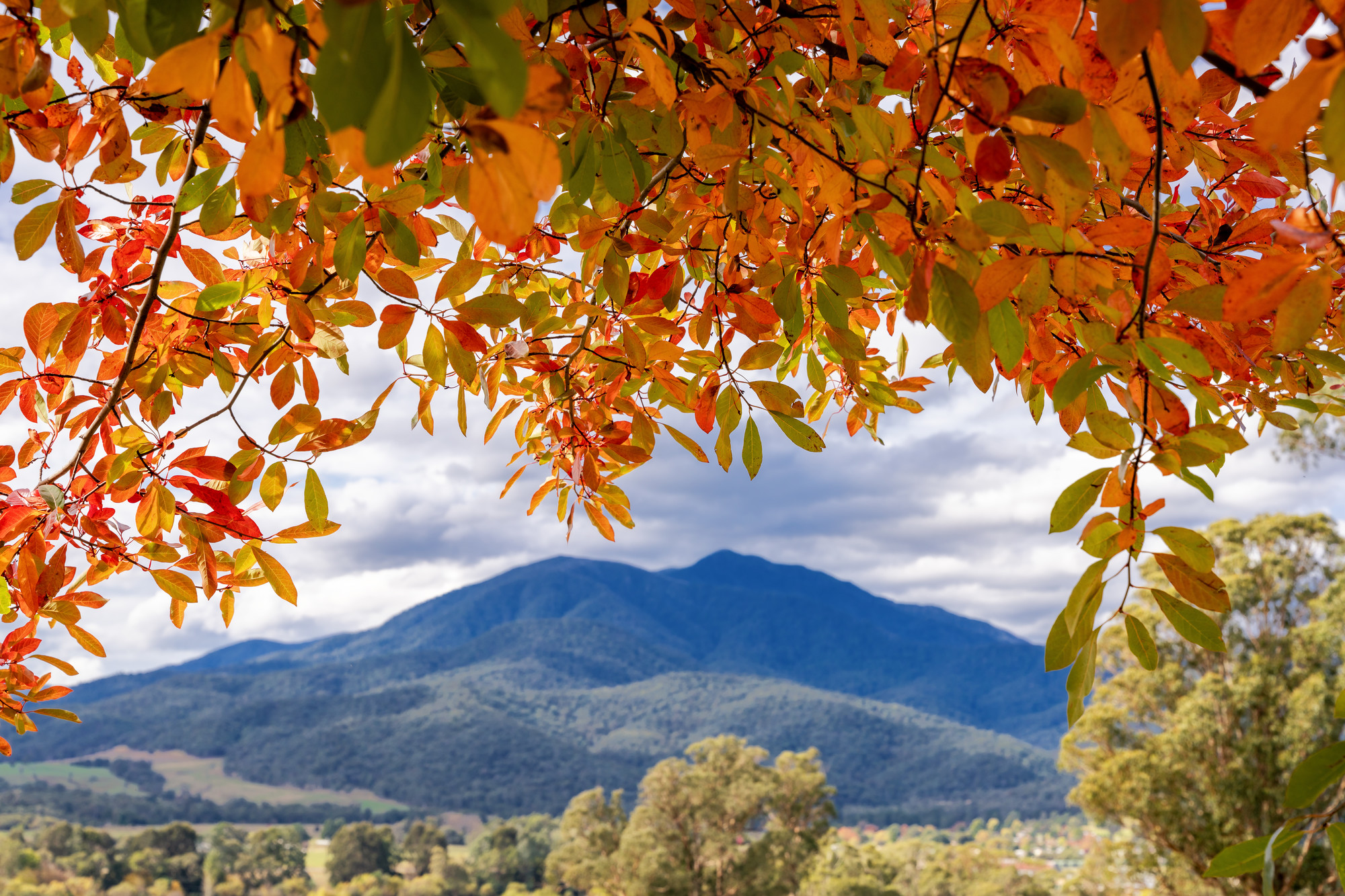 Mount Bogong Views at Mount Beauty