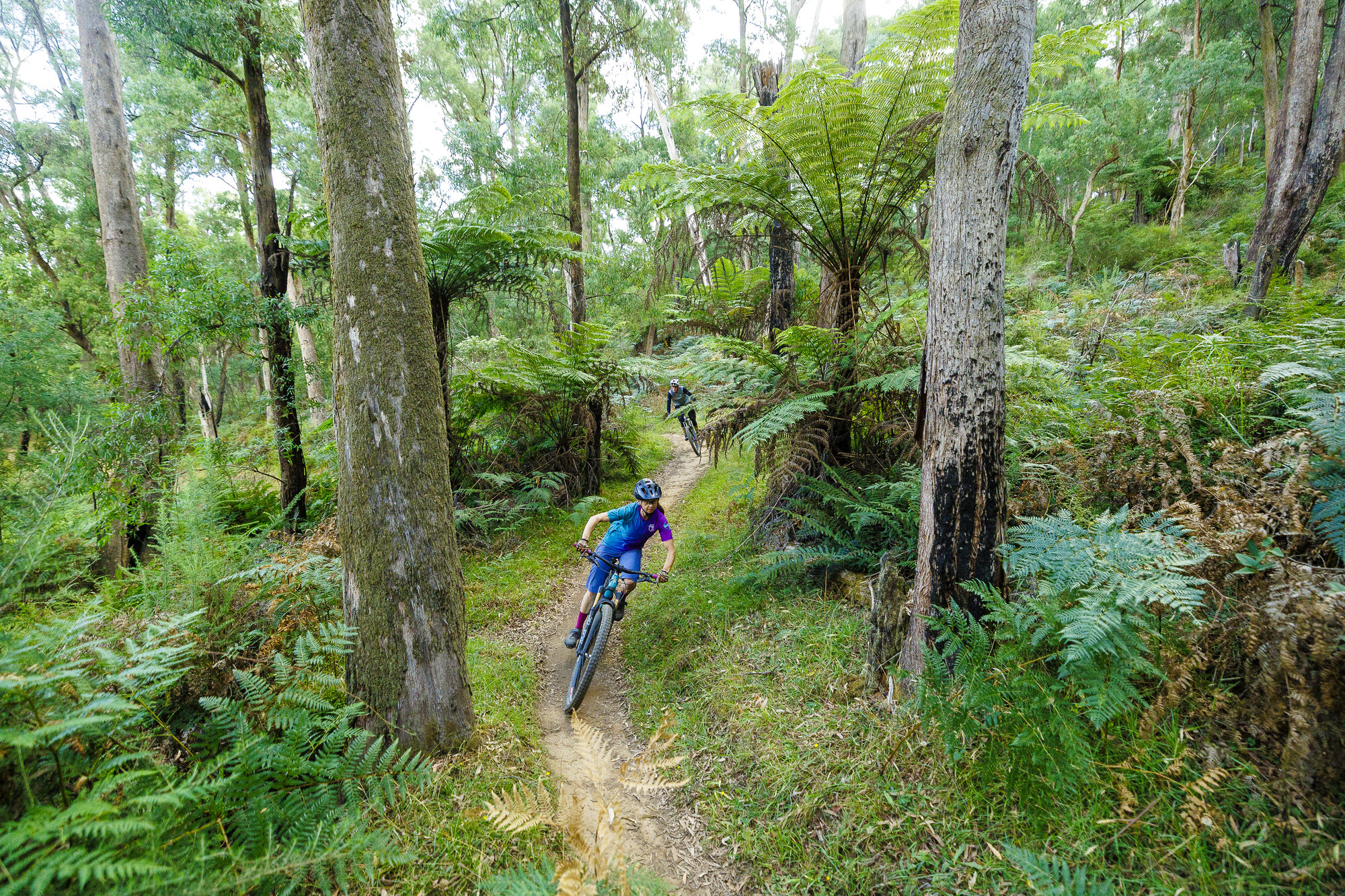 Cyclist riding through lush ferns at Buxton Mountain Bike Park