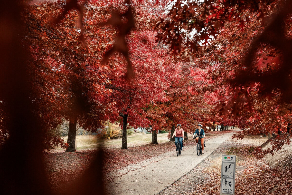 Two female cyclists ride along a trail lined with large, bright red leaved, autumn trees.