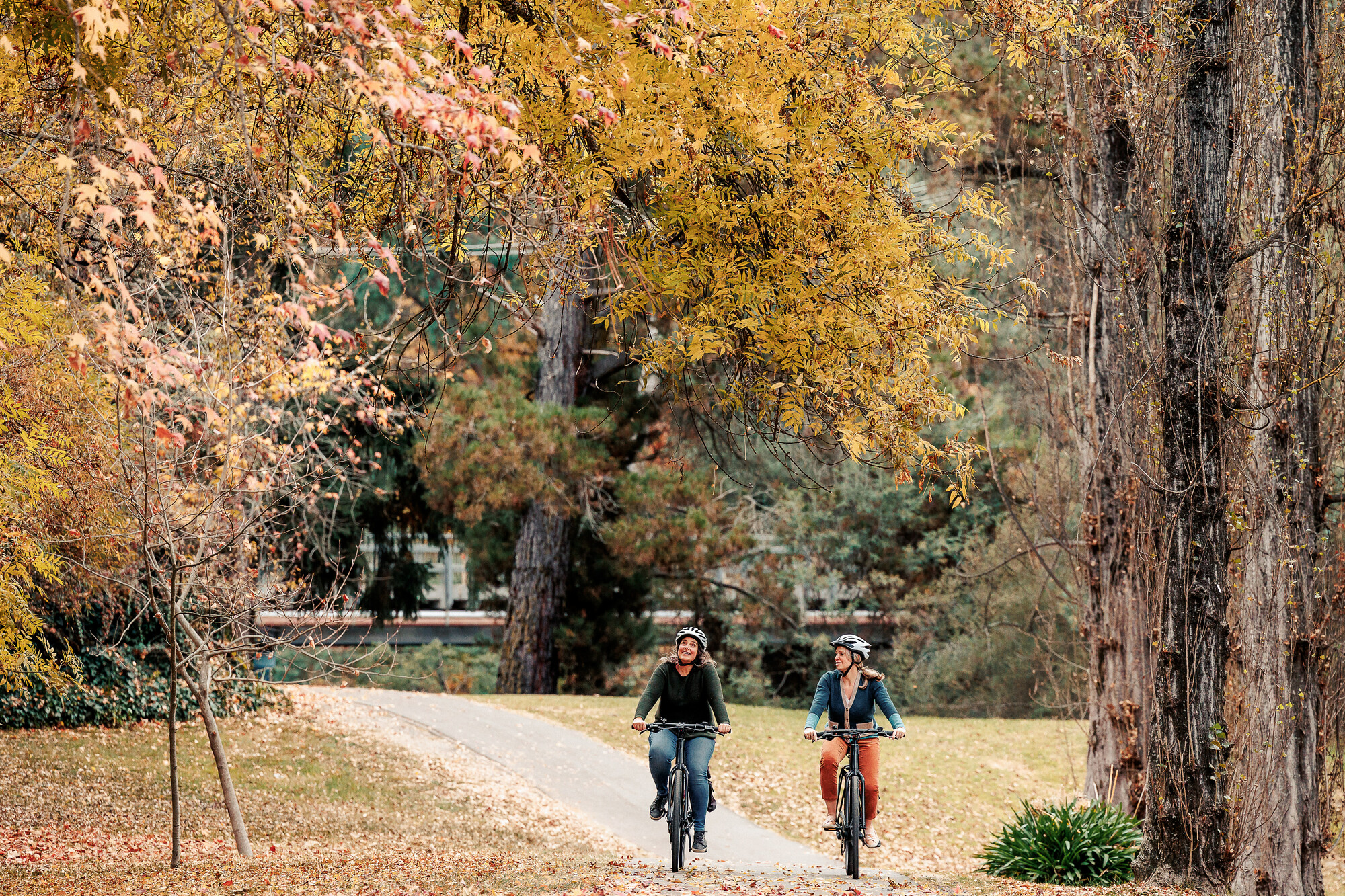 Two women riding bicycles along a bike path surrounded by large golden autumnal trees