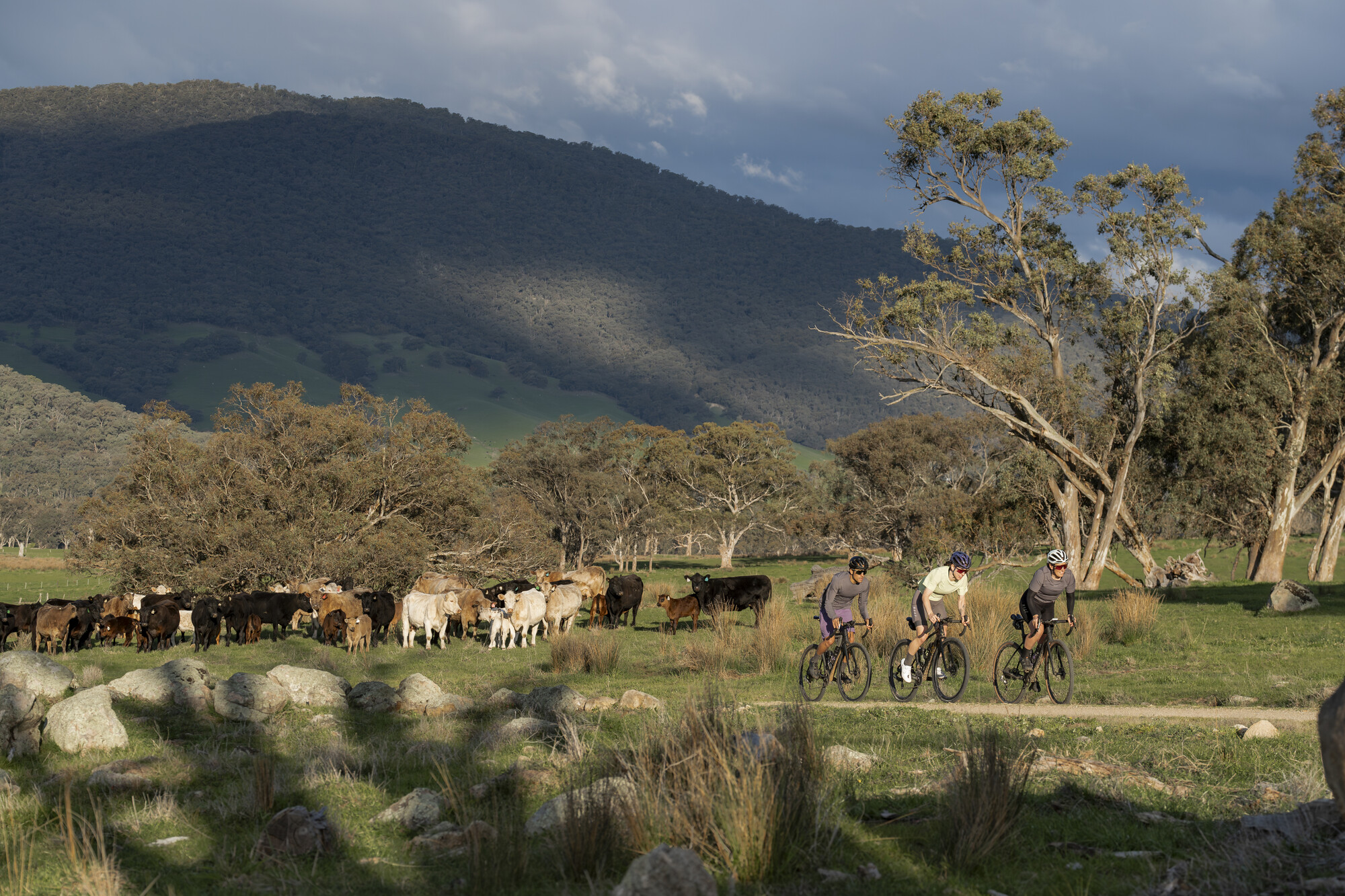 Mitta Mitta Gravel Routes - Mitta - Callaghan Creek Loop