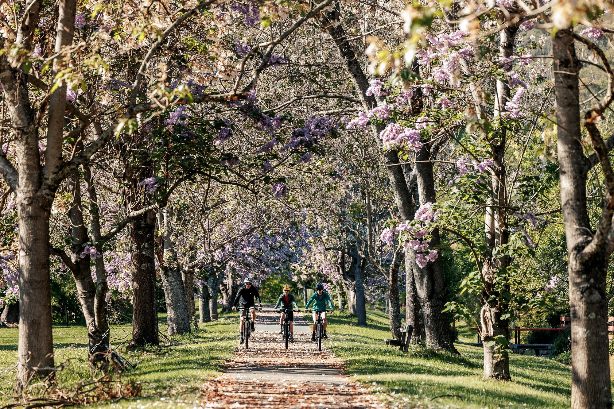 Three cyclists riding towards the camera along a bike path surrounded by large, purple blossom-laden trees 