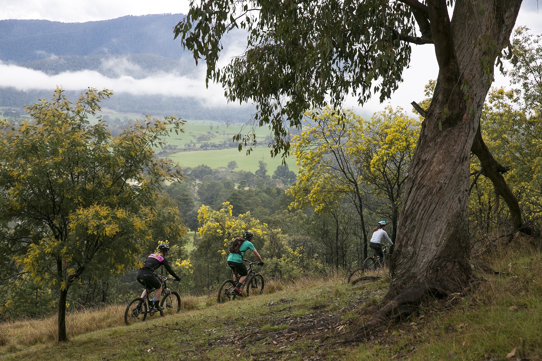 Big Hill Mountain Bike Park – beginner trails - Victoria's High Country