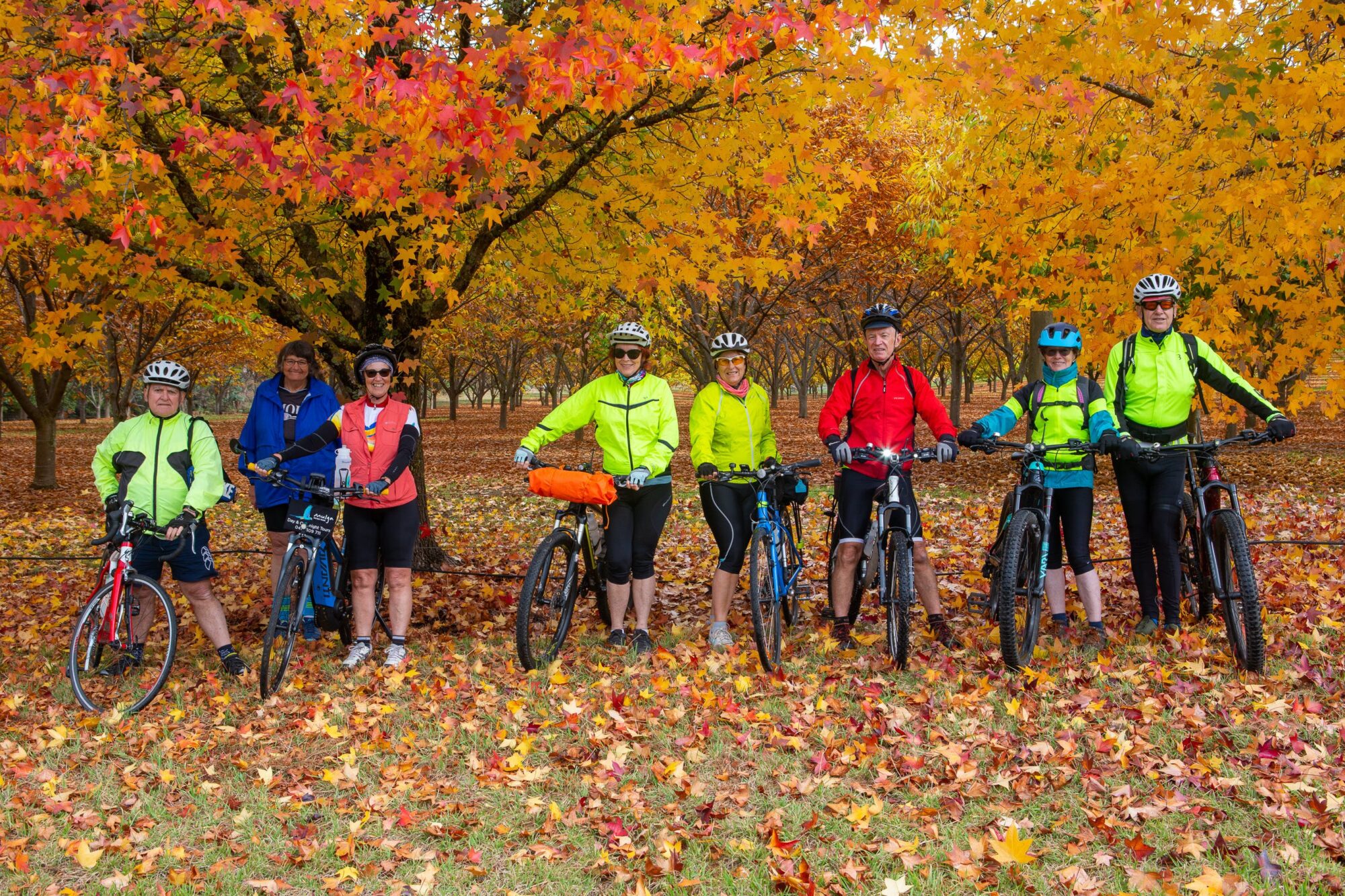 Cyclists and their bikes in front of an orchard  with brilliant yellow and orange leaves