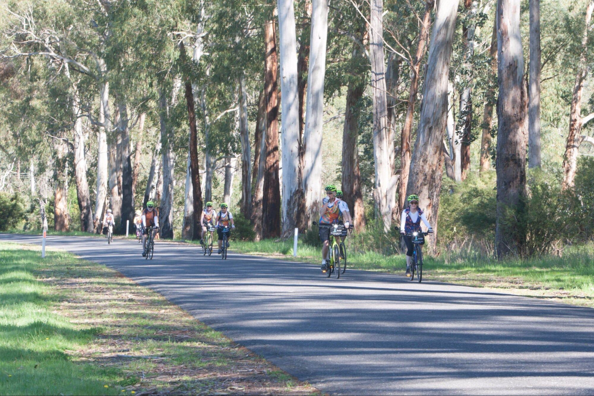 seven cyclists on flat road with tall eucalypts behind
