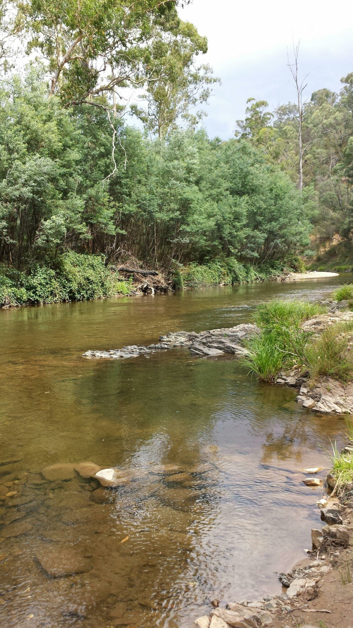 Goulburn River at Skipworth Reserve