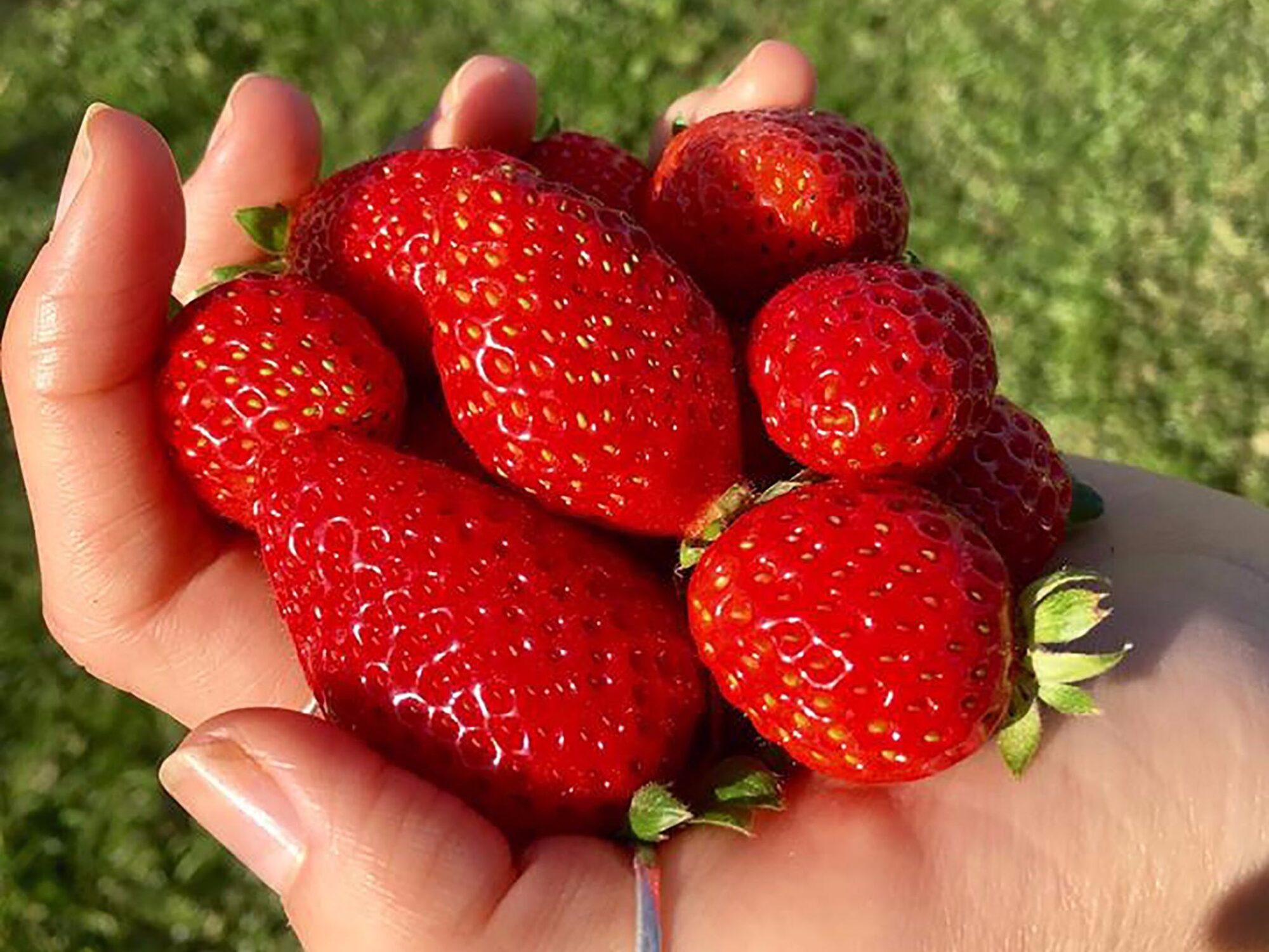 Beechworth Berries - A handful of strawberries